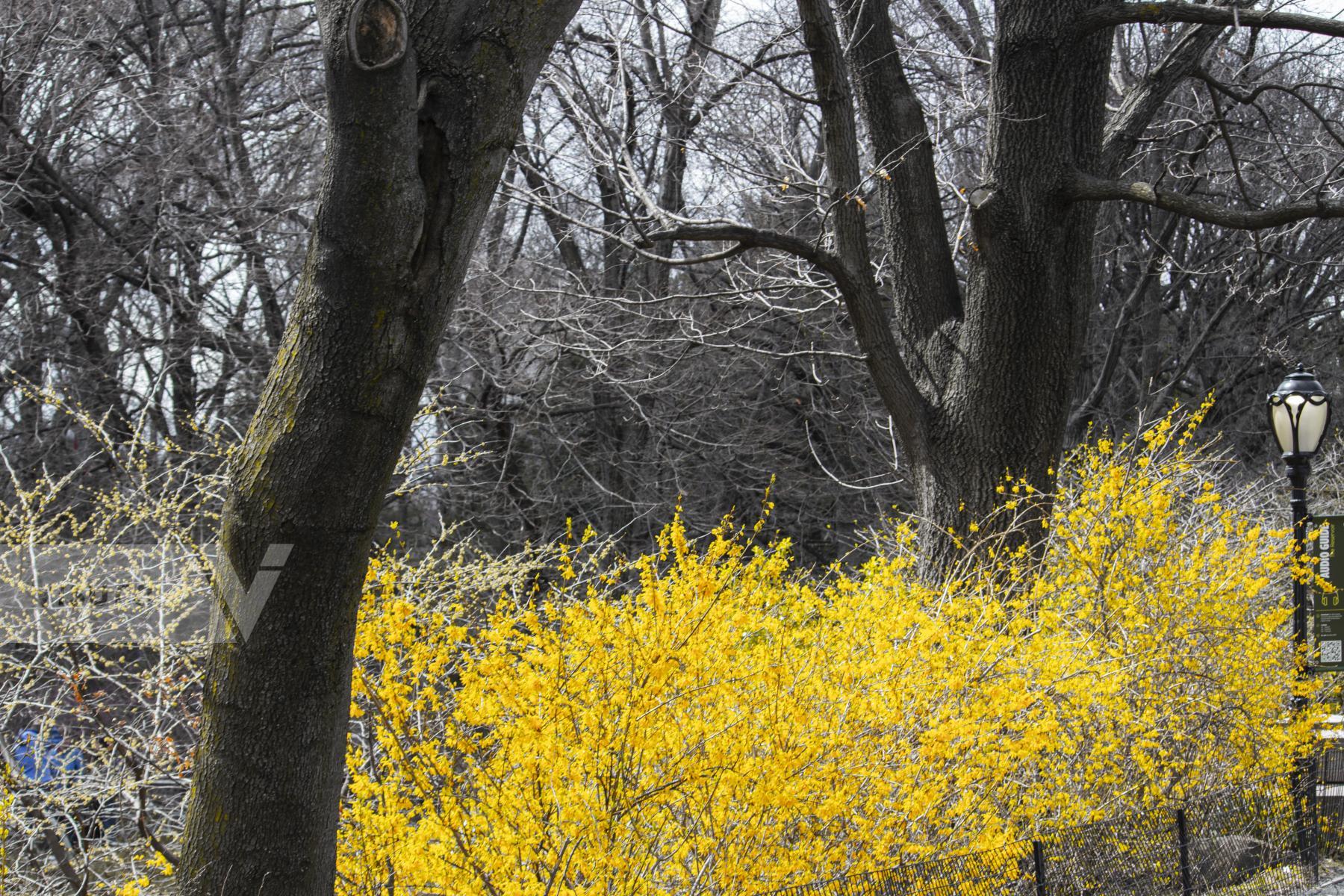 Purchase Early Spring in Central Park by Bissera Videnova