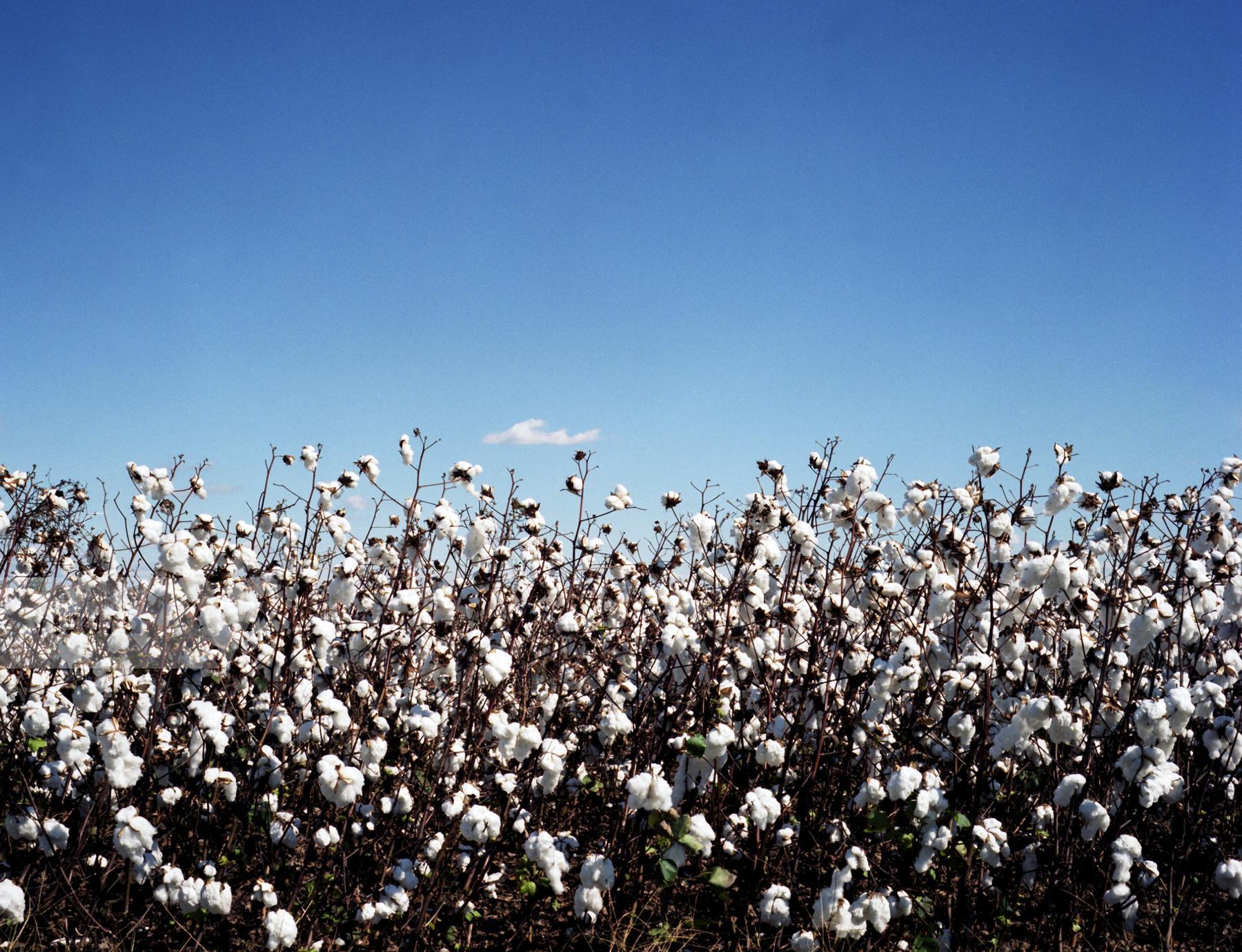 Purchase Cotton by Max Hirshfeld