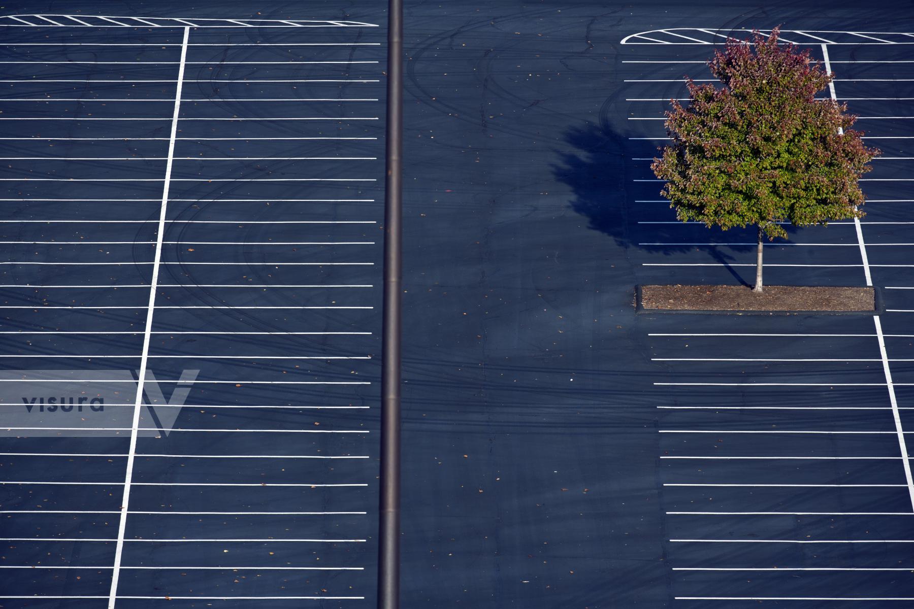 Purchase Parking lot with tree by Max Hirshfeld