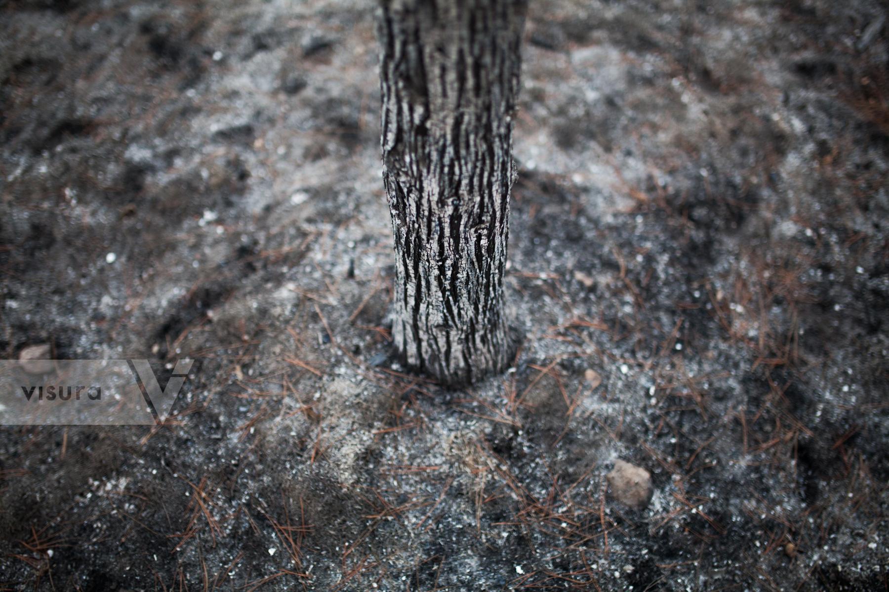 Purchase Ecological catastrophe - burned Sataf forest. by Victor Bezrukov