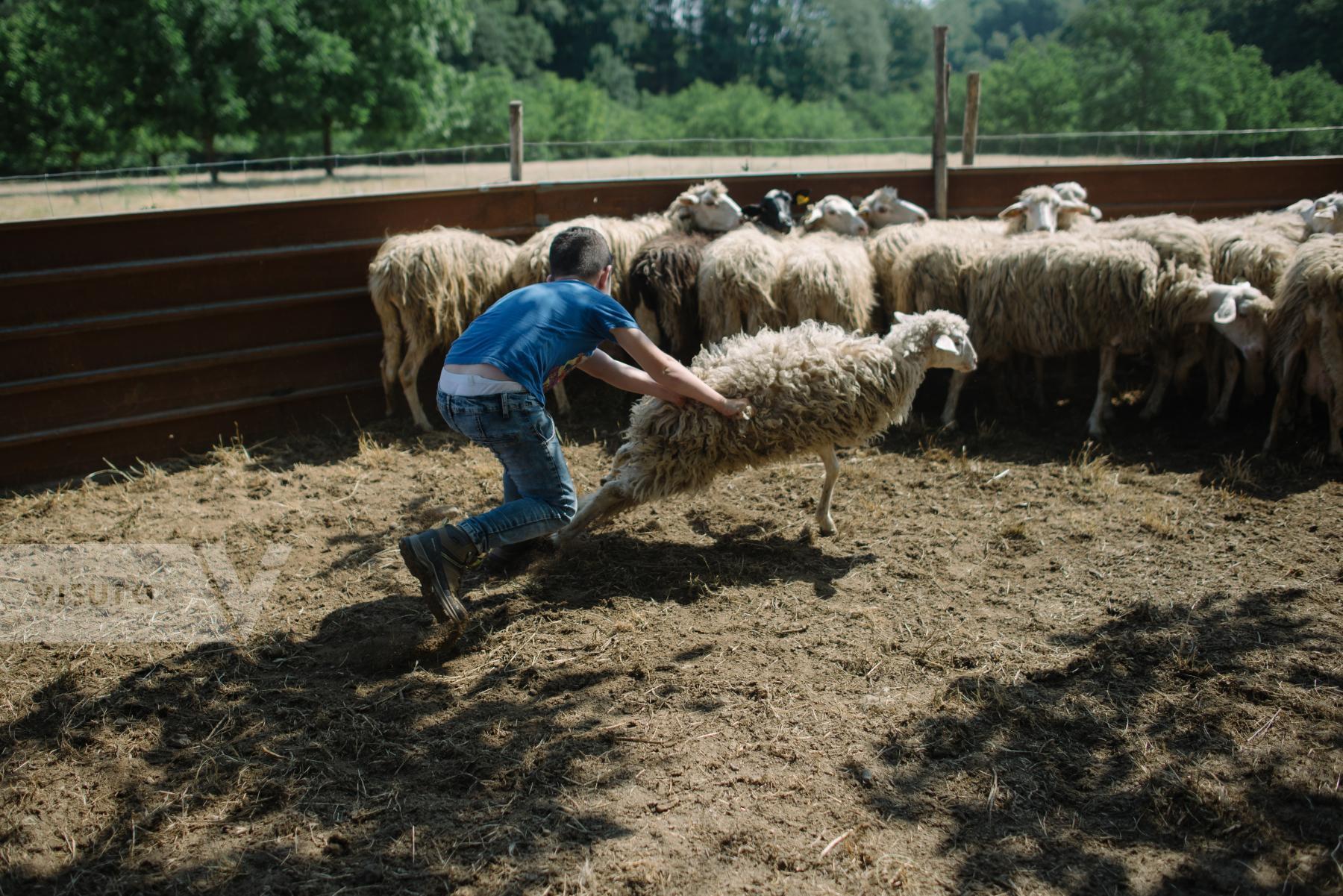 Purchase A Carusa - traditional sheep shearing in Calabria by Diana Takacsova