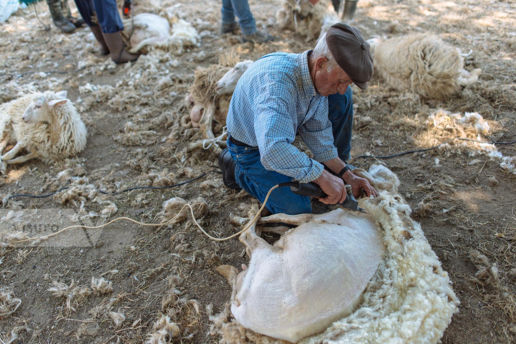 Purchase A Carusa - traditional sheep shearing in Calabria by Diana Takacsova