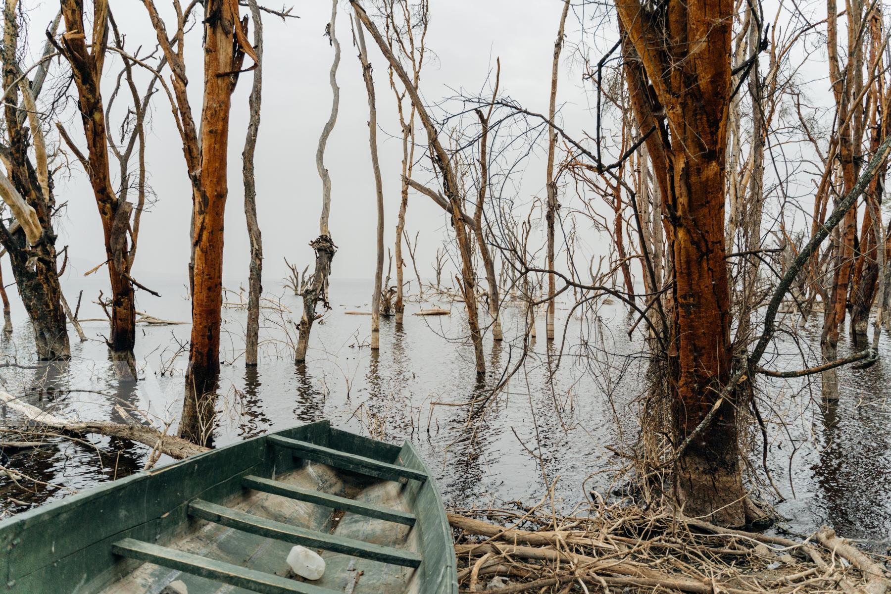 Purchase Submerged trees, Lake Nakuru by Diana Takacsova