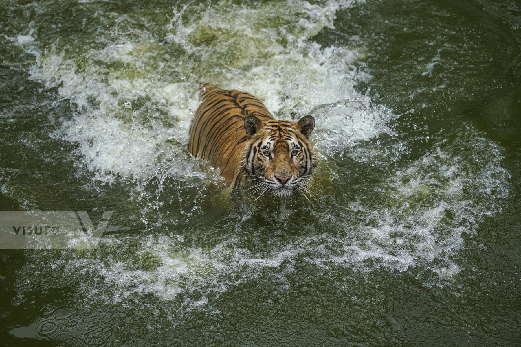 Purchase Bangladesh National Zoo by Zabed Hasnain Chowdhury