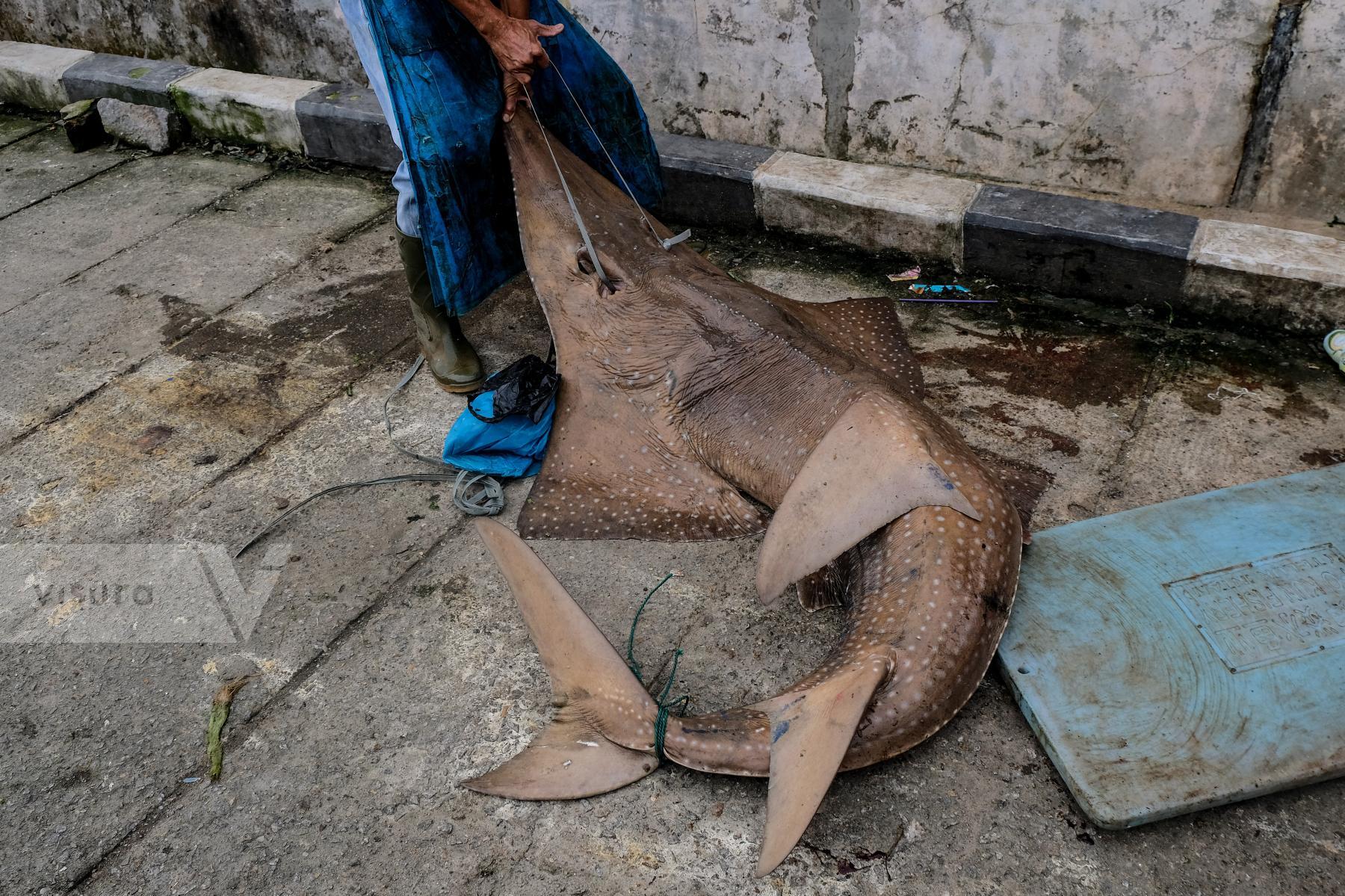 Purchase Shark Slaughter in Bangka Belitung Island, Indonesia by Resha Juhari