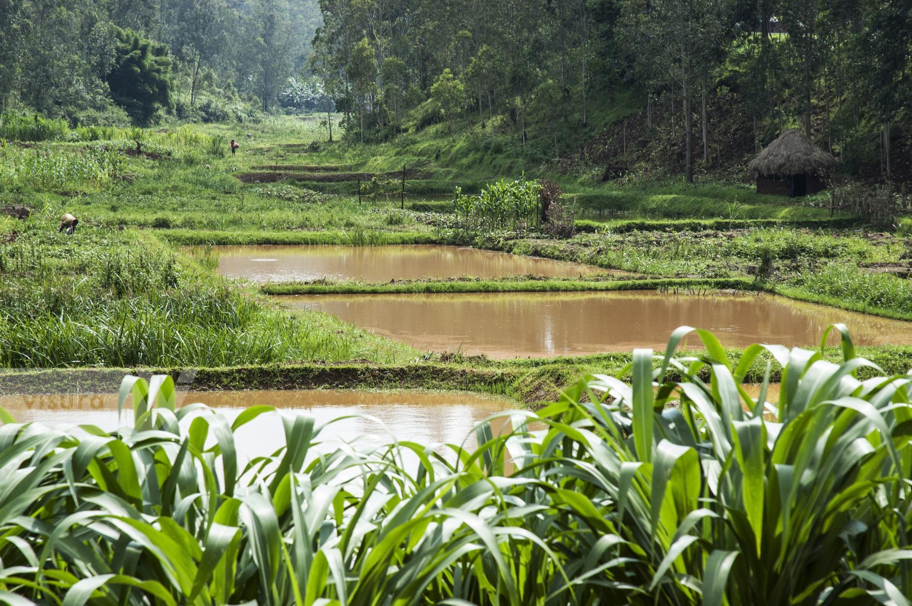 Purchase Rice Fields Rwanda by Tish Lampert