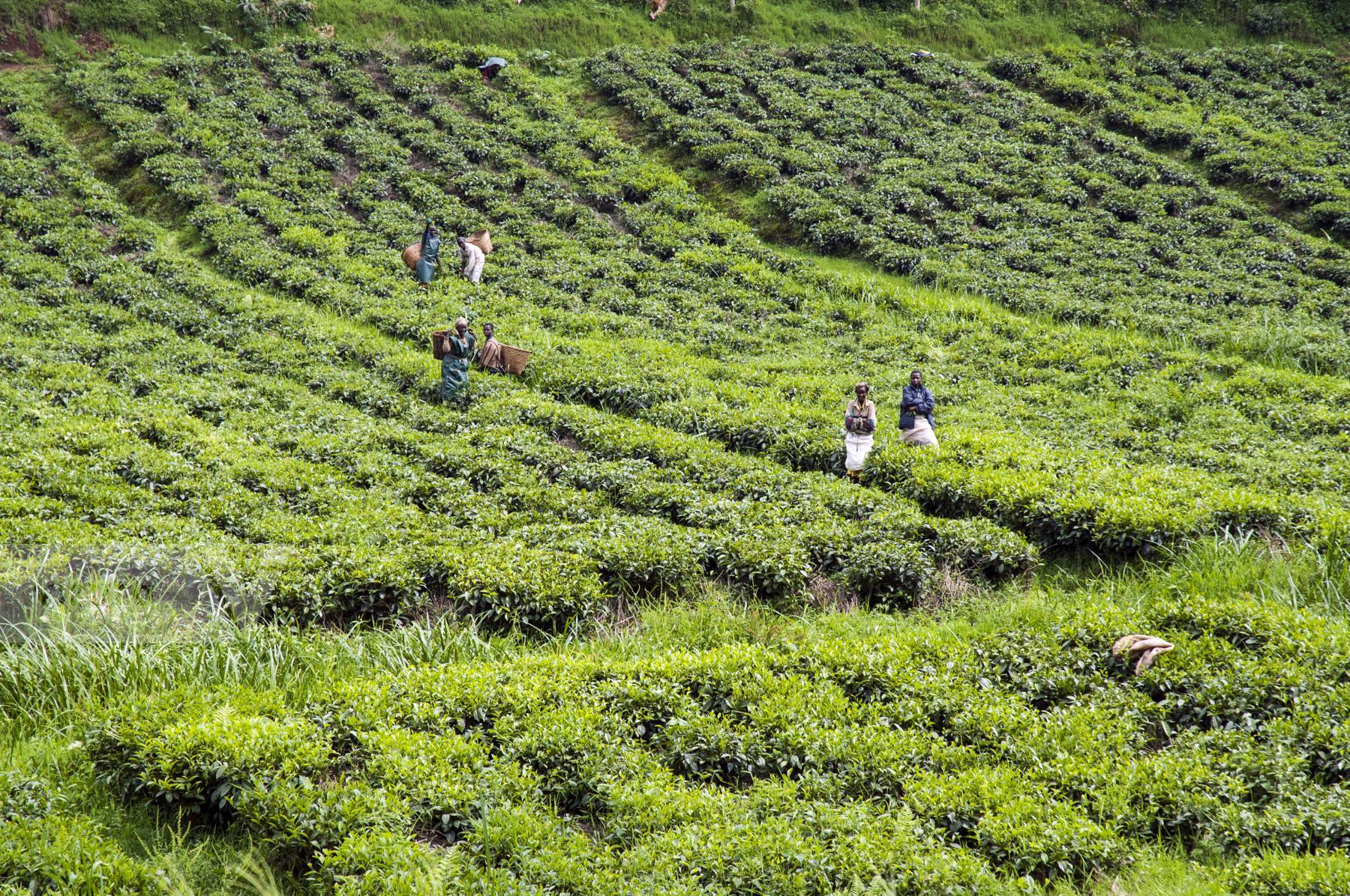 Purchase Tea Fields Rwanda by Tish Lampert