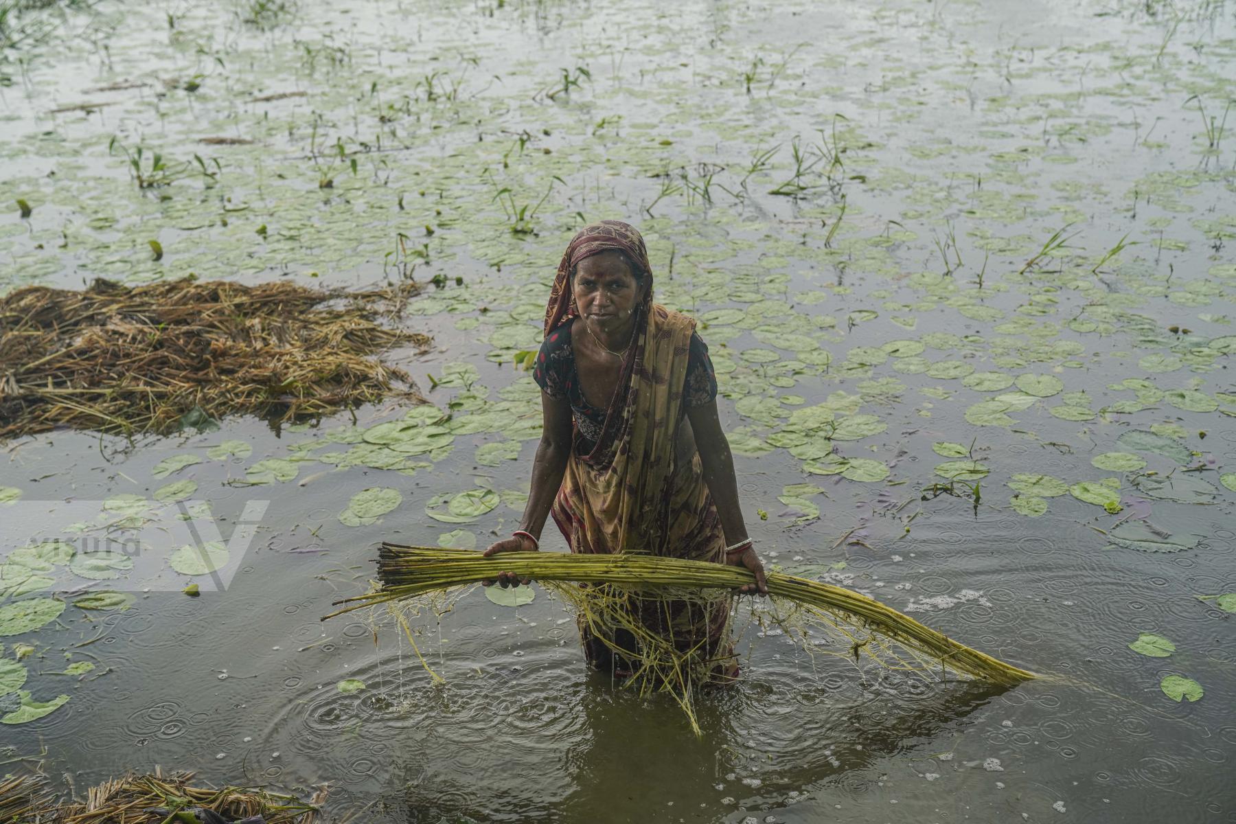 Purchase Bangladeshi Jute Farmer by Zabed Hasnain Chowdhury