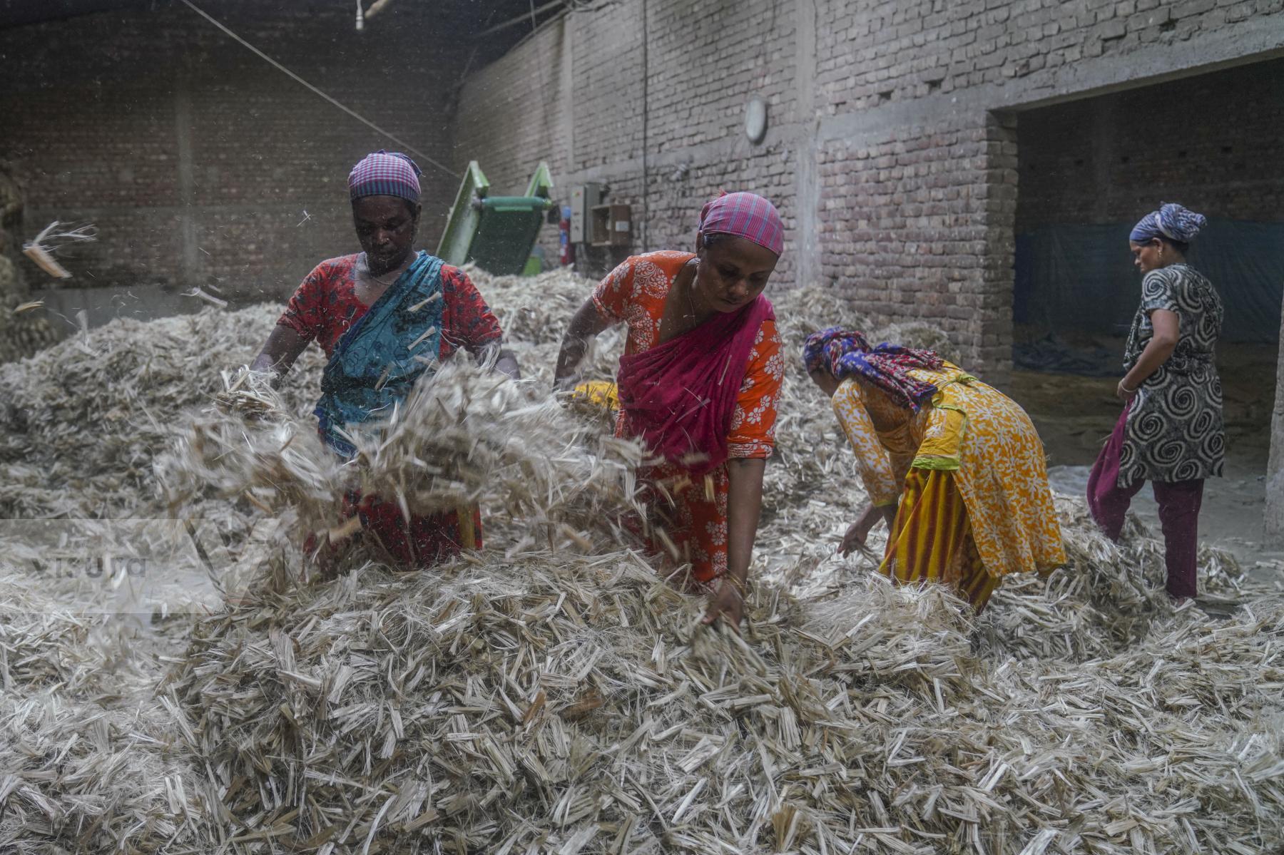Purchase Jute Processing In Bangladesh by Zabed Hasnain Chowdhury