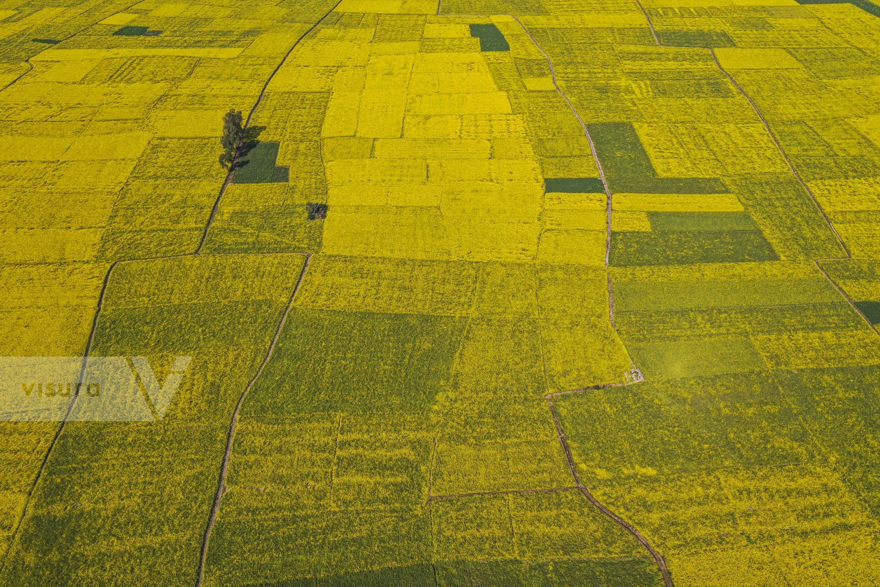 Purchase Mustard Filed in Manikganj. by Zabed Hasnain Chowdhury