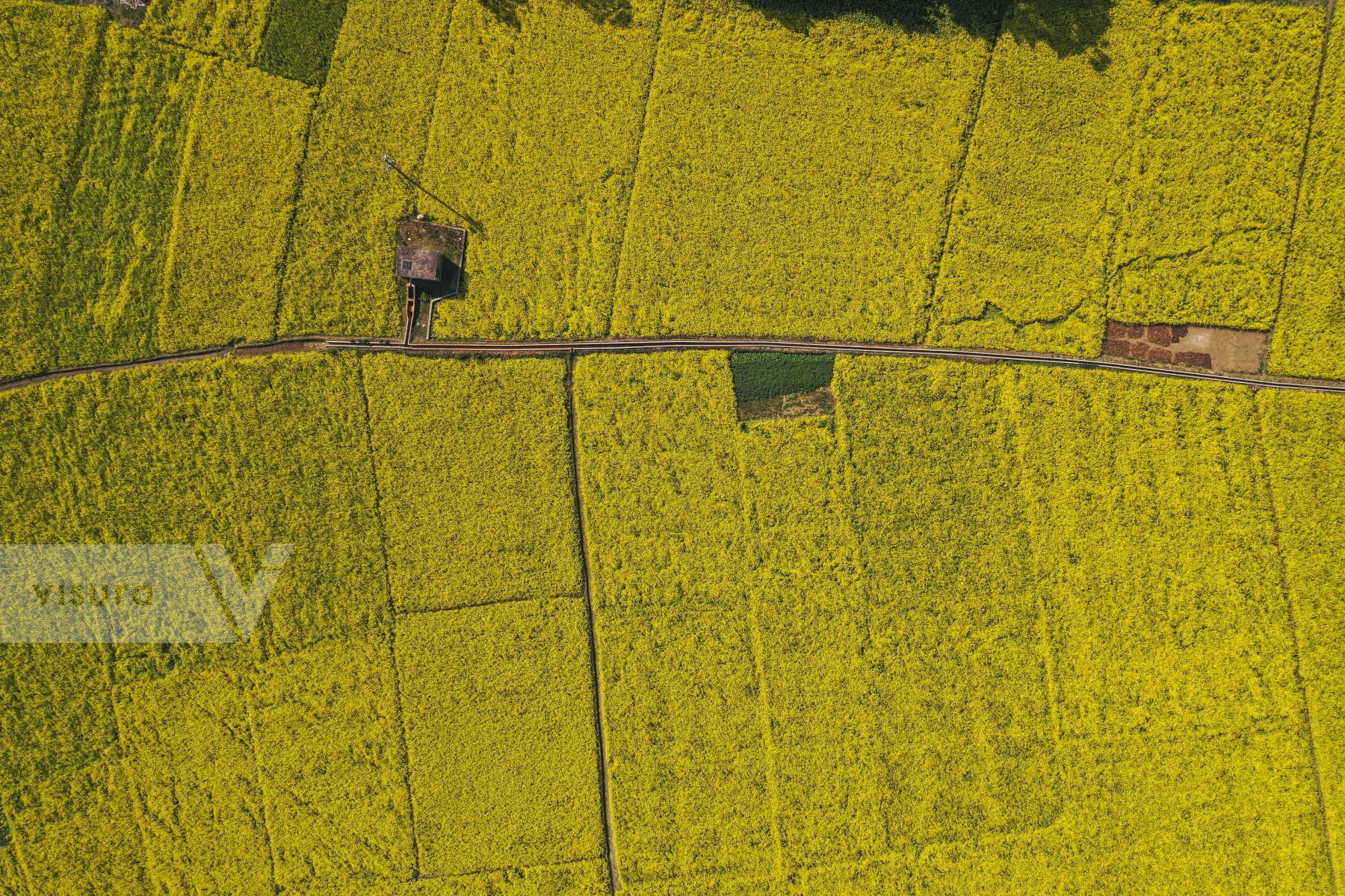 Purchase Mustard Filed in Manikganj. by Zabed Hasnain Chowdhury