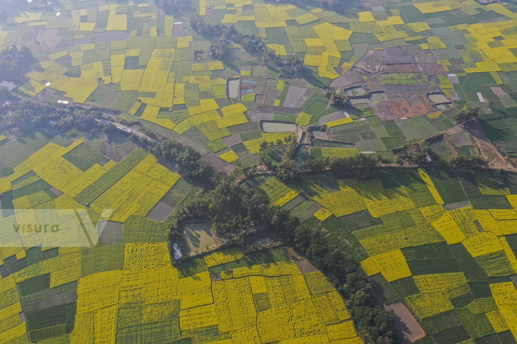 Purchase Mustard Filed in Manikganj. by Zabed Hasnain Chowdhury