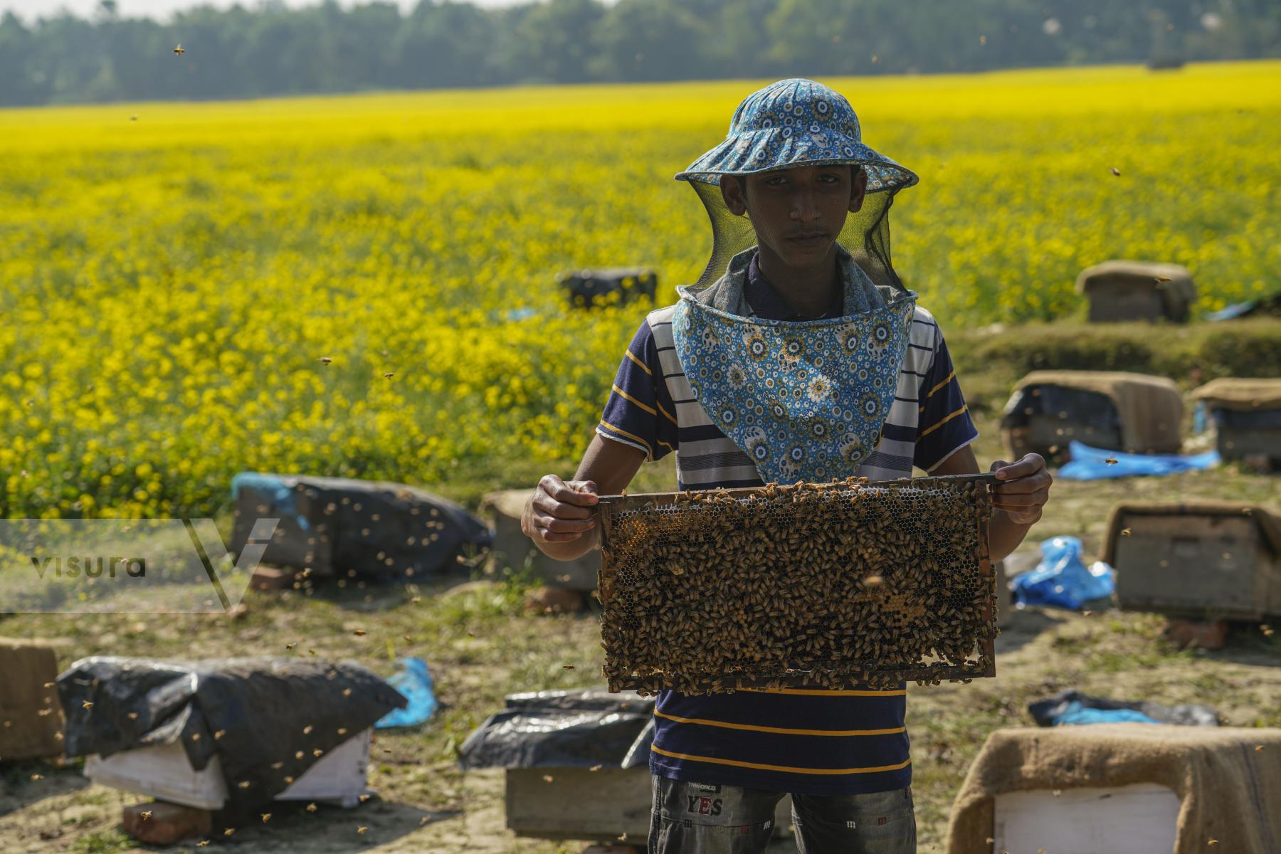 Purchase Mustard Filed in Manikganj. by Zabed Hasnain Chowdhury