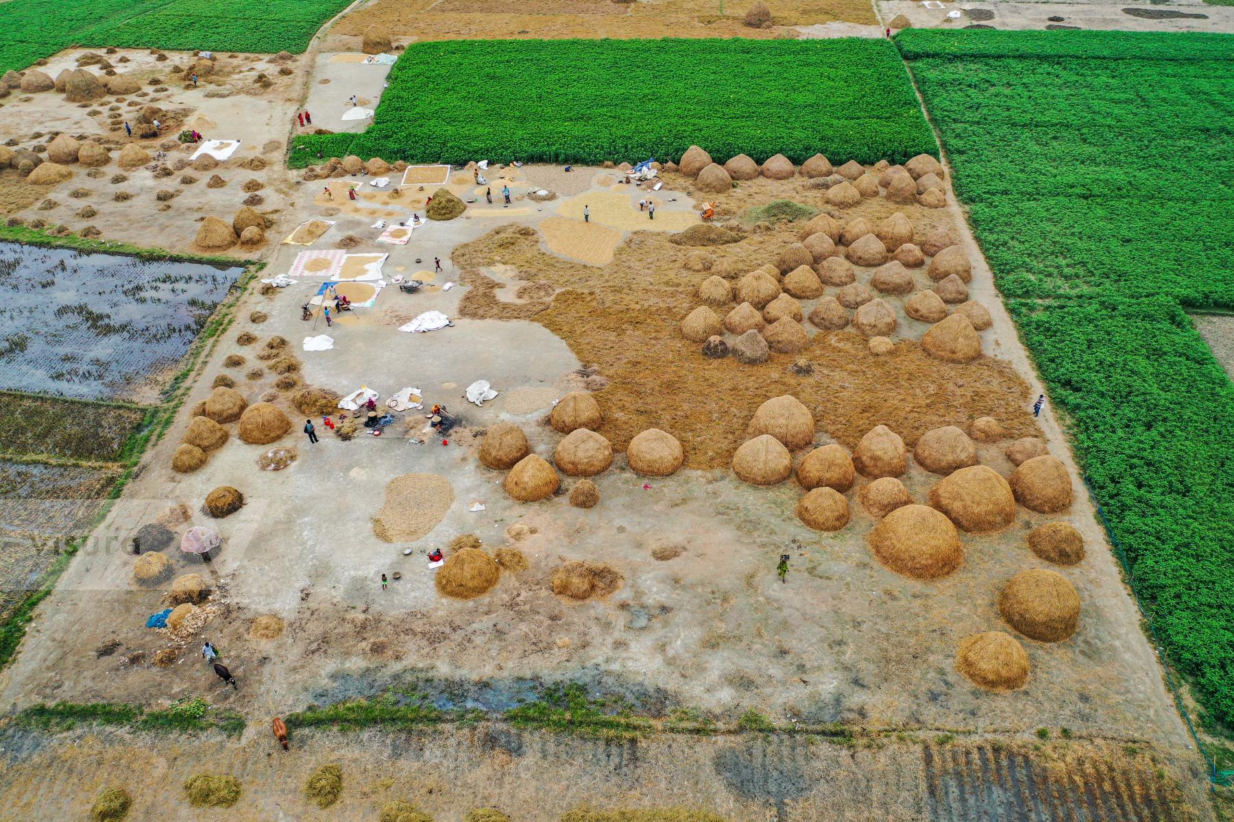 Purchase Paddy Field in Bangladesh by Zabed Hasnain Chowdhury