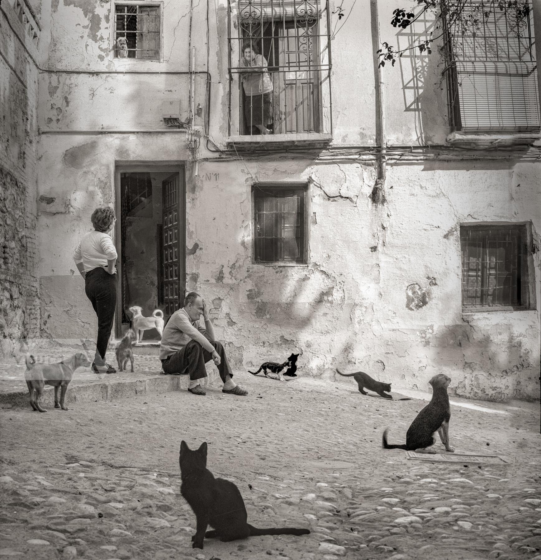 Purchase Cats, Grenada by Rick Armstrong