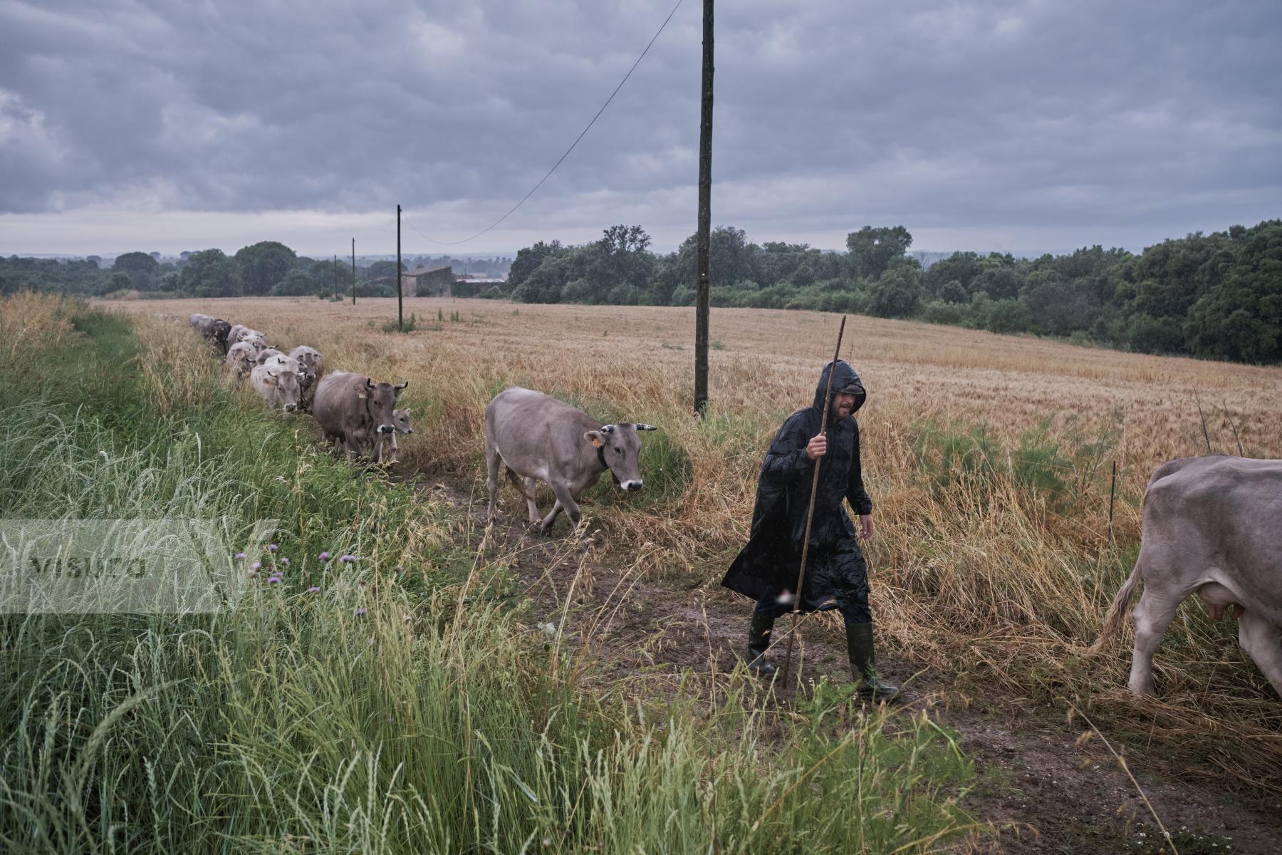 Purchase Transhumance, 2020 by Oriol Clavera