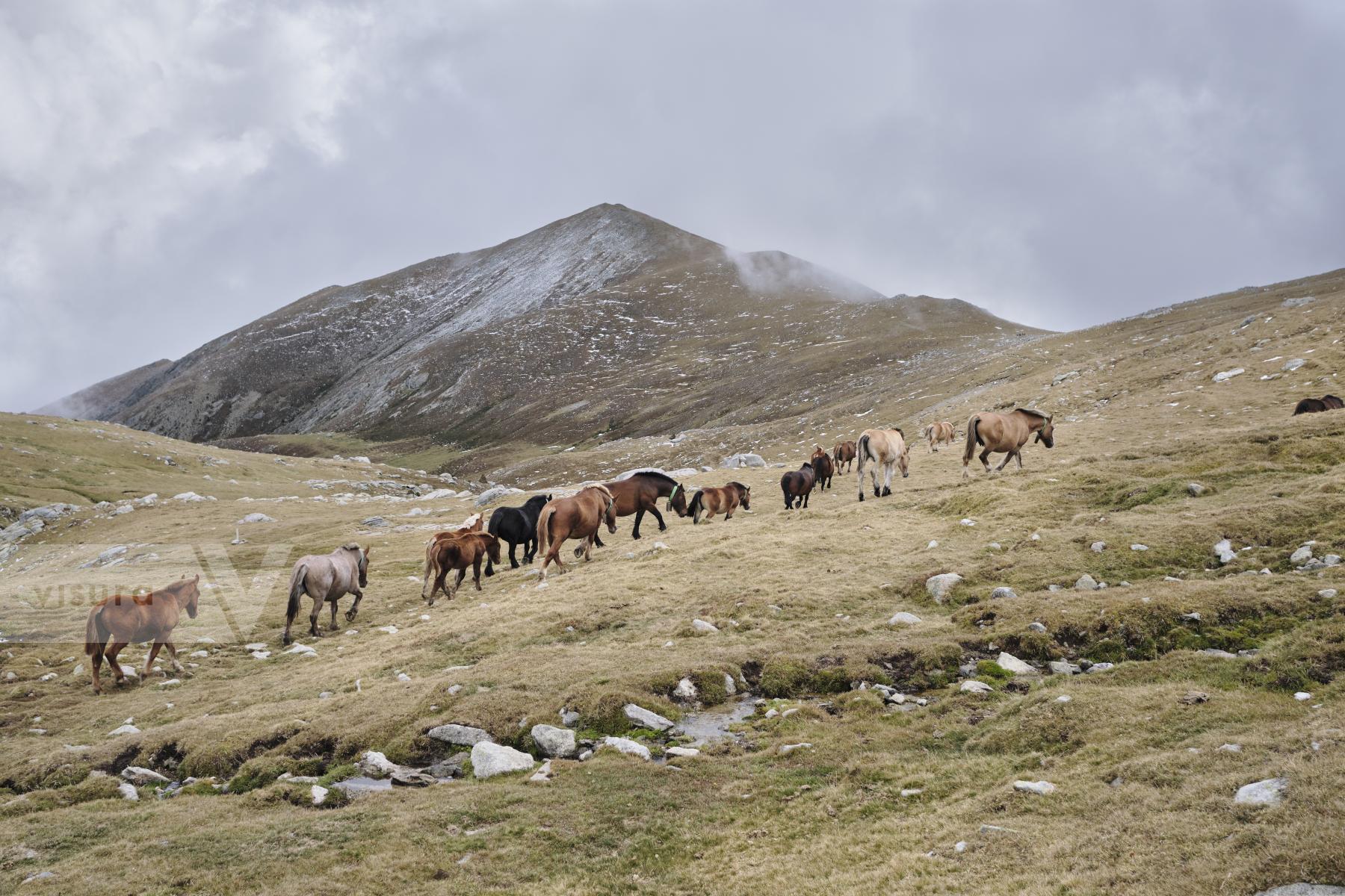 Purchase Transhumance, 2020 by Oriol Clavera