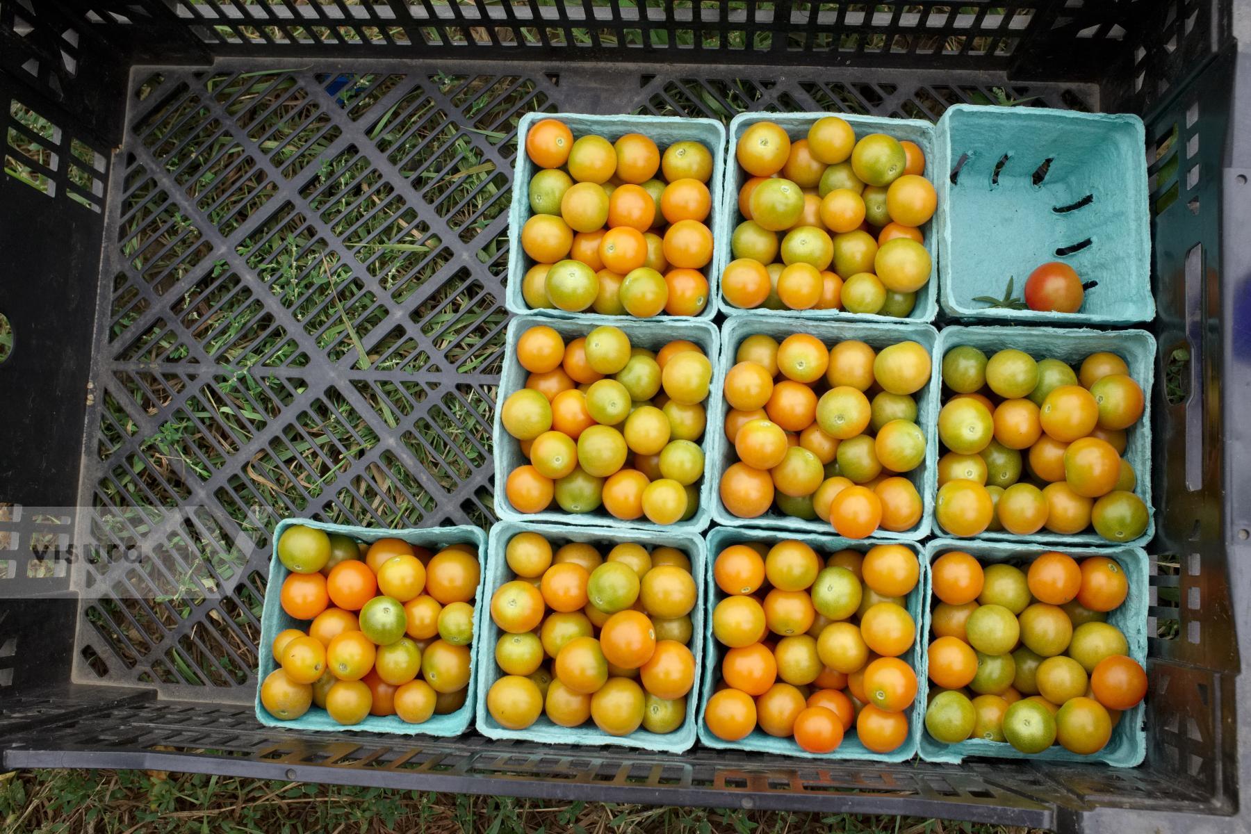 Purchase Cherry Tomatoes by Ellen Kok