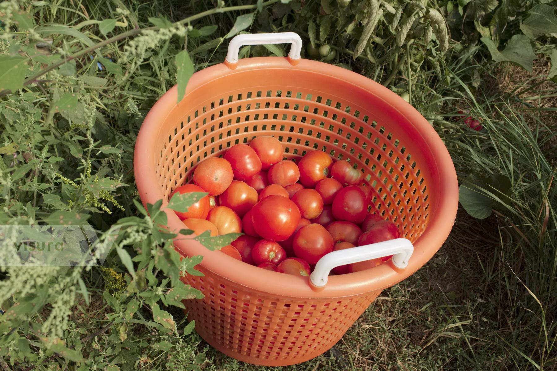 Purchase Tomatoes by Ellen Kok
