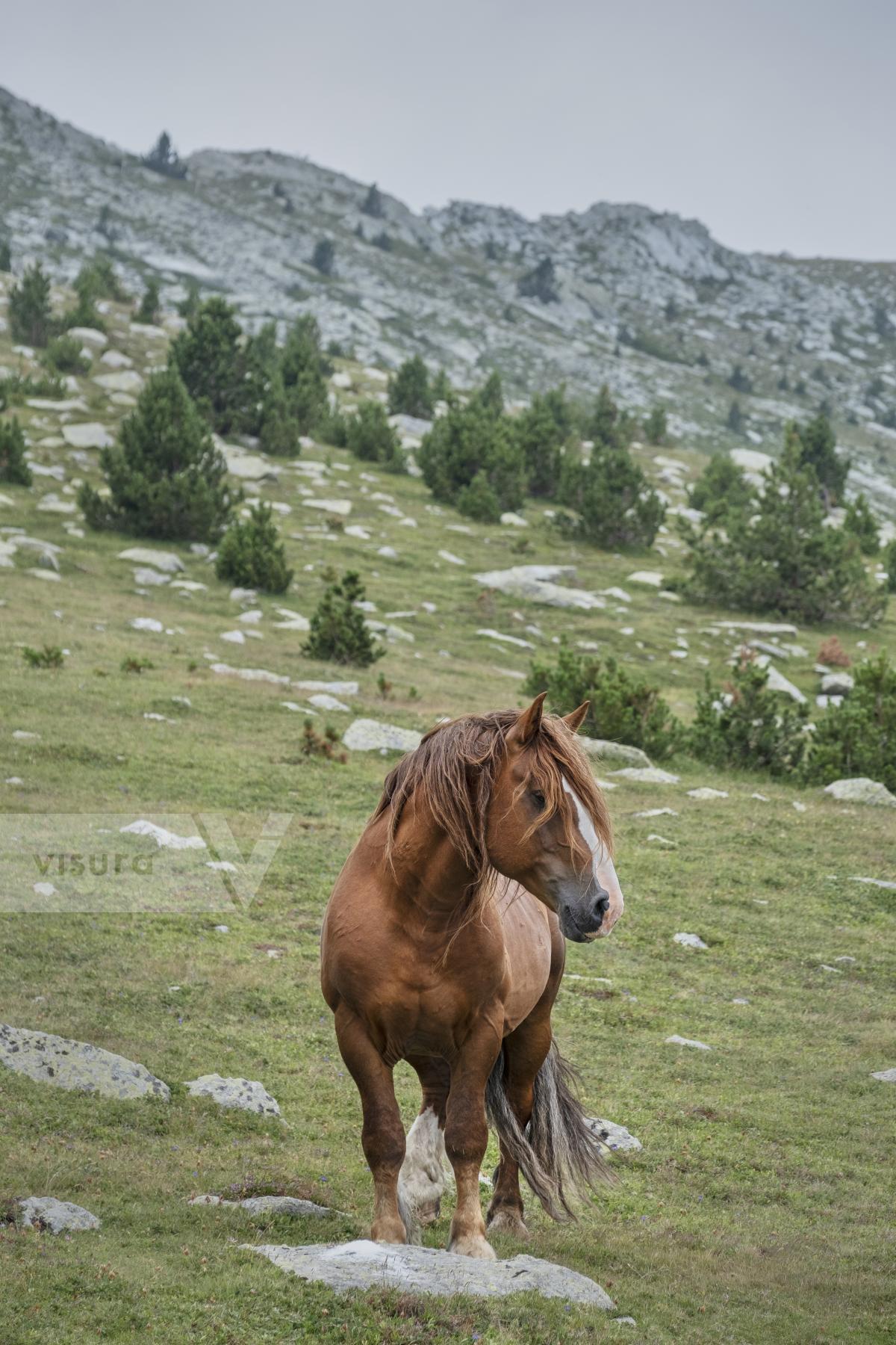 Purchase Horse, 2019 by Oriol Clavera