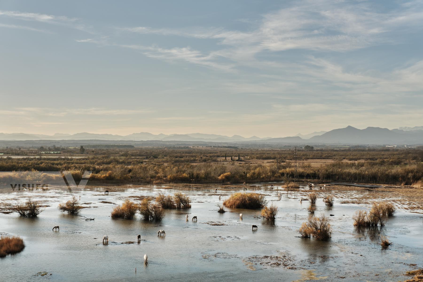 Purchase Aiguamolls de l'Empordà, 2020 by Oriol Clavera