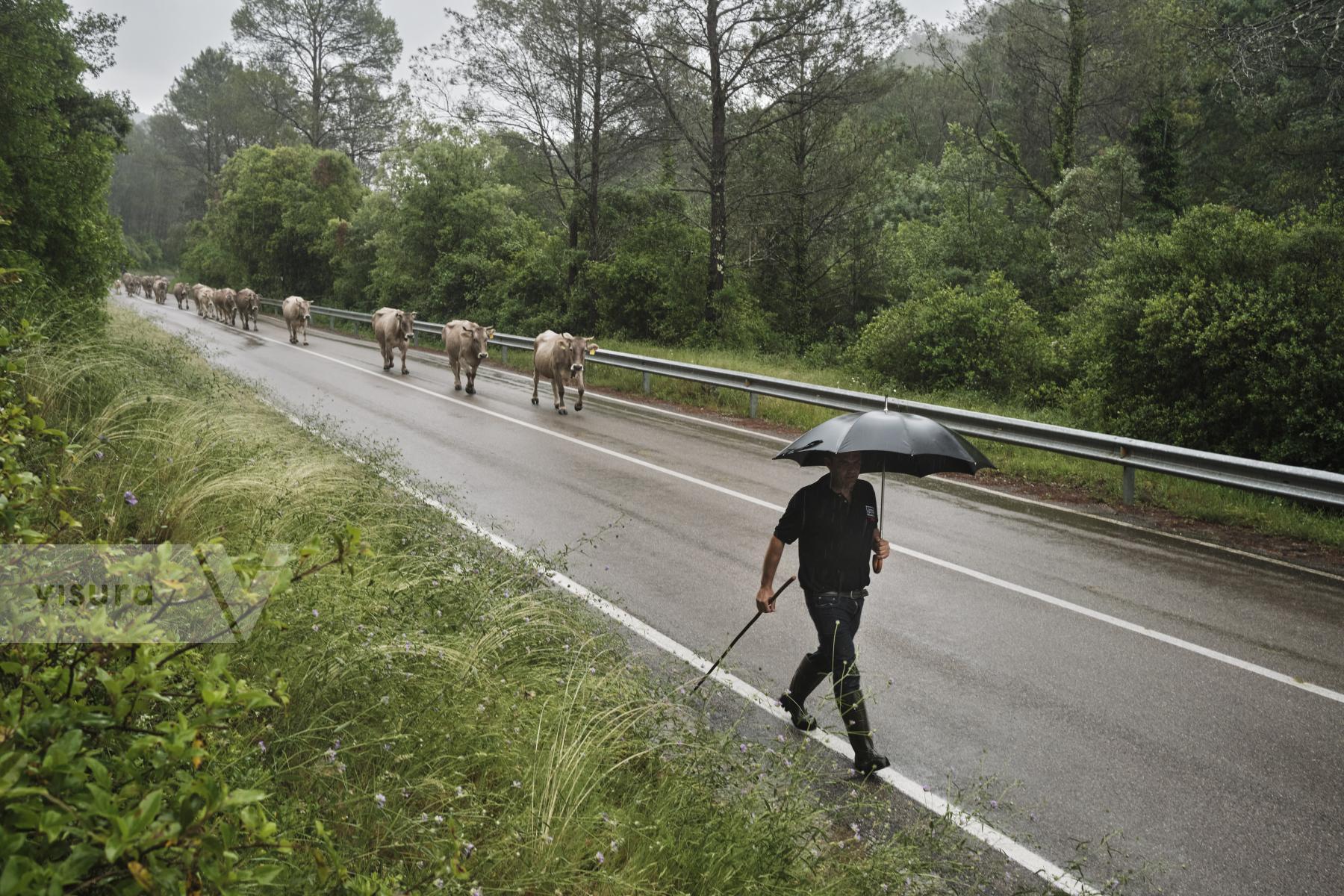 Purchase Transhumance, 2020 by Oriol Clavera