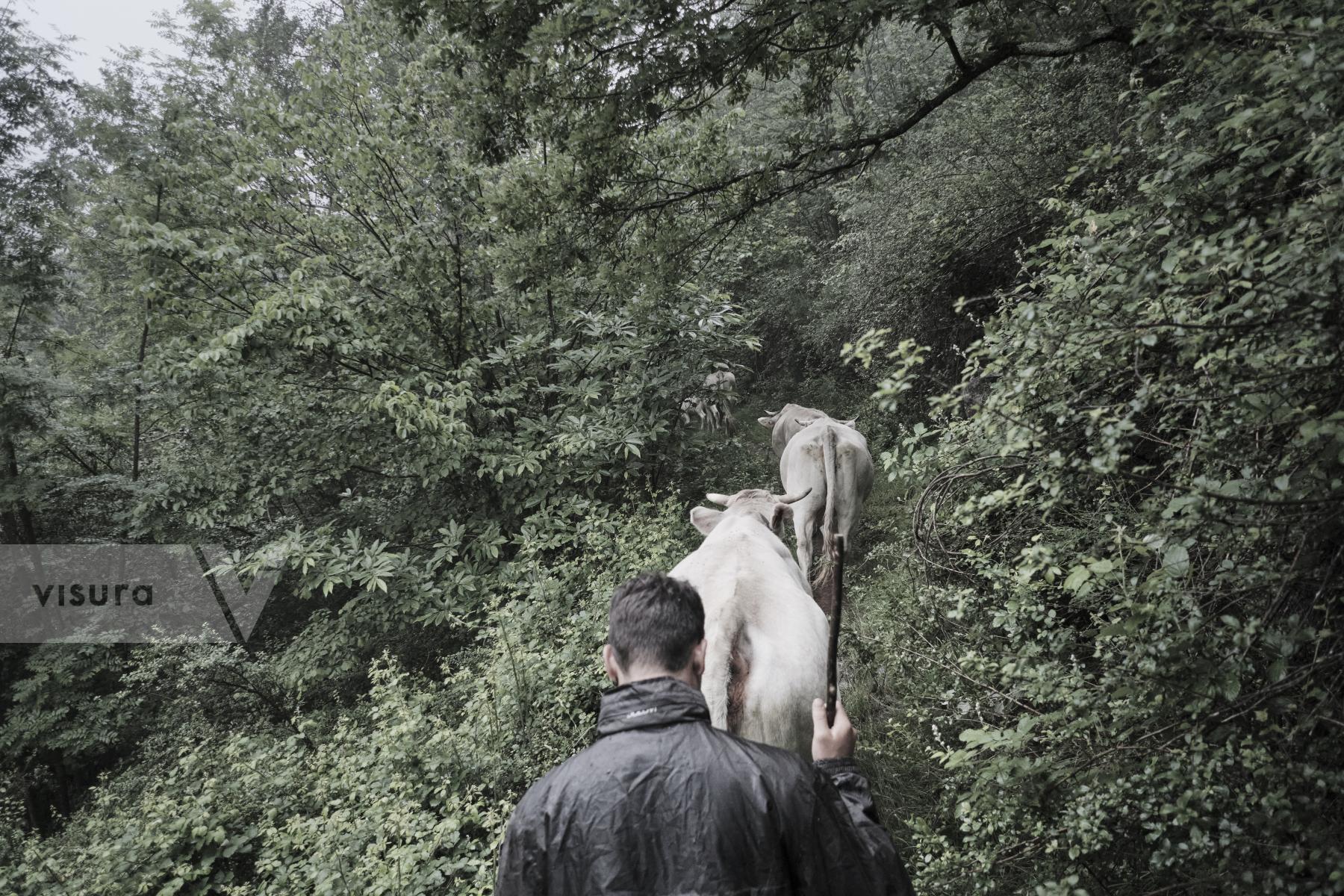 Purchase Cow transhumance, Pyrenees 2020 by Oriol Clavera