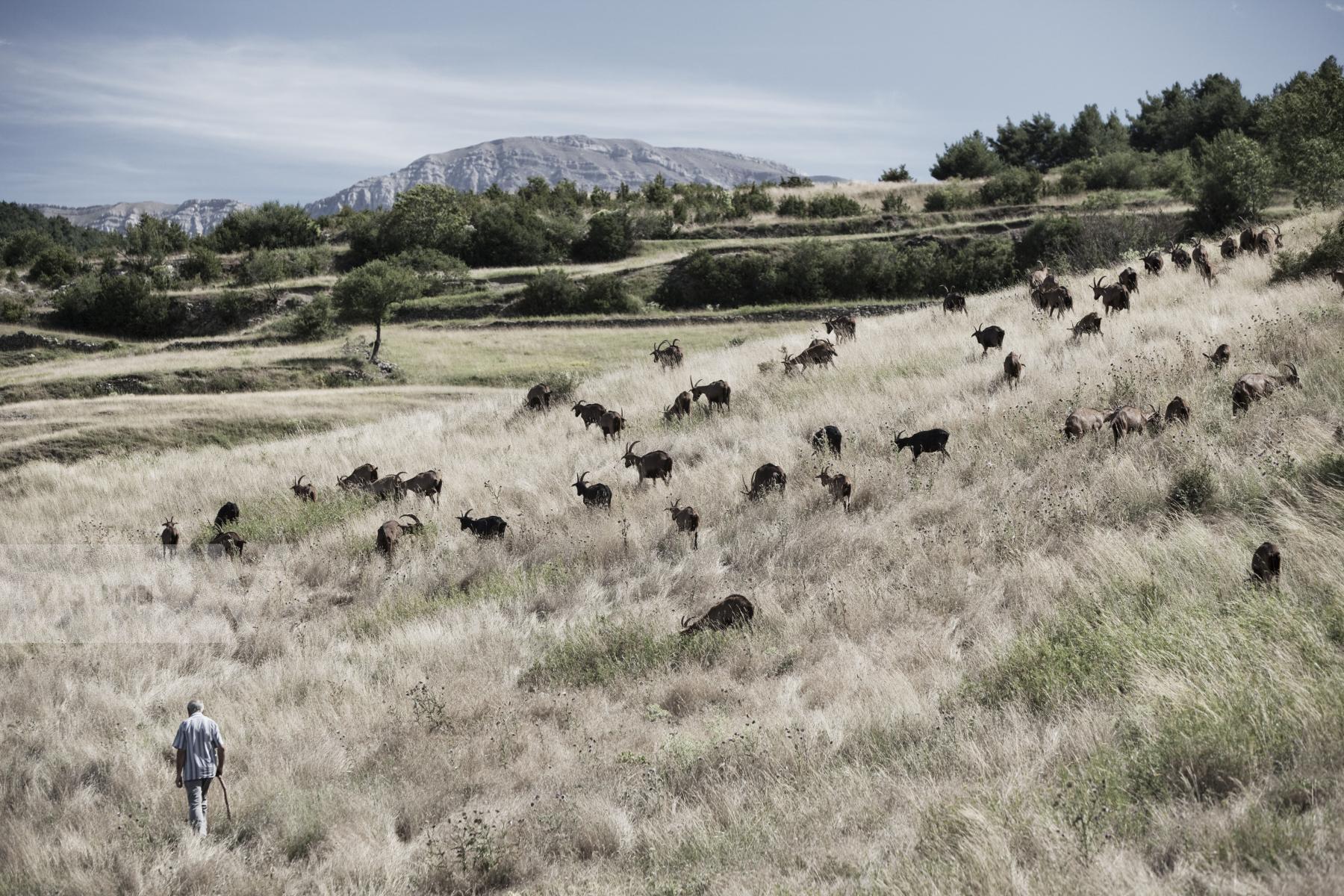 Purchase Cadí, 2013 by Oriol Clavera