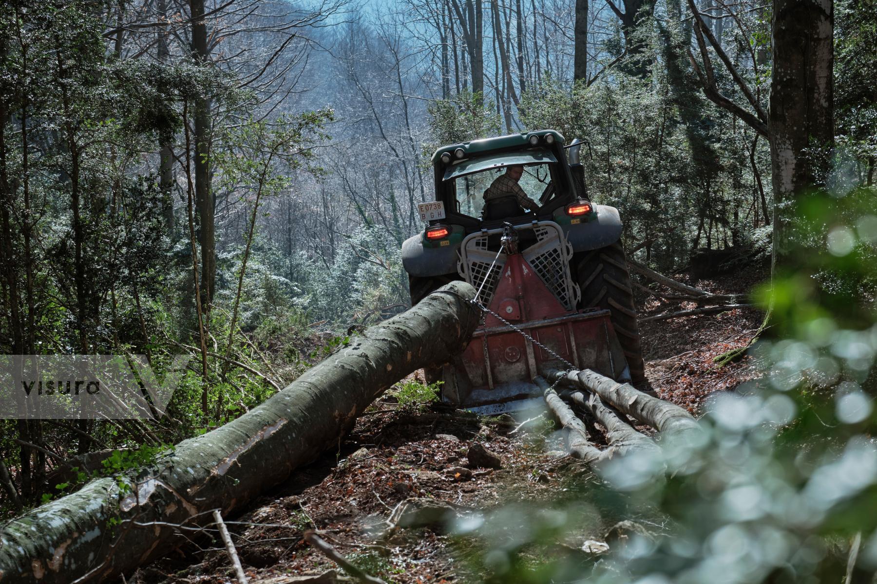 Purchase Forest, 2022 by Oriol Clavera