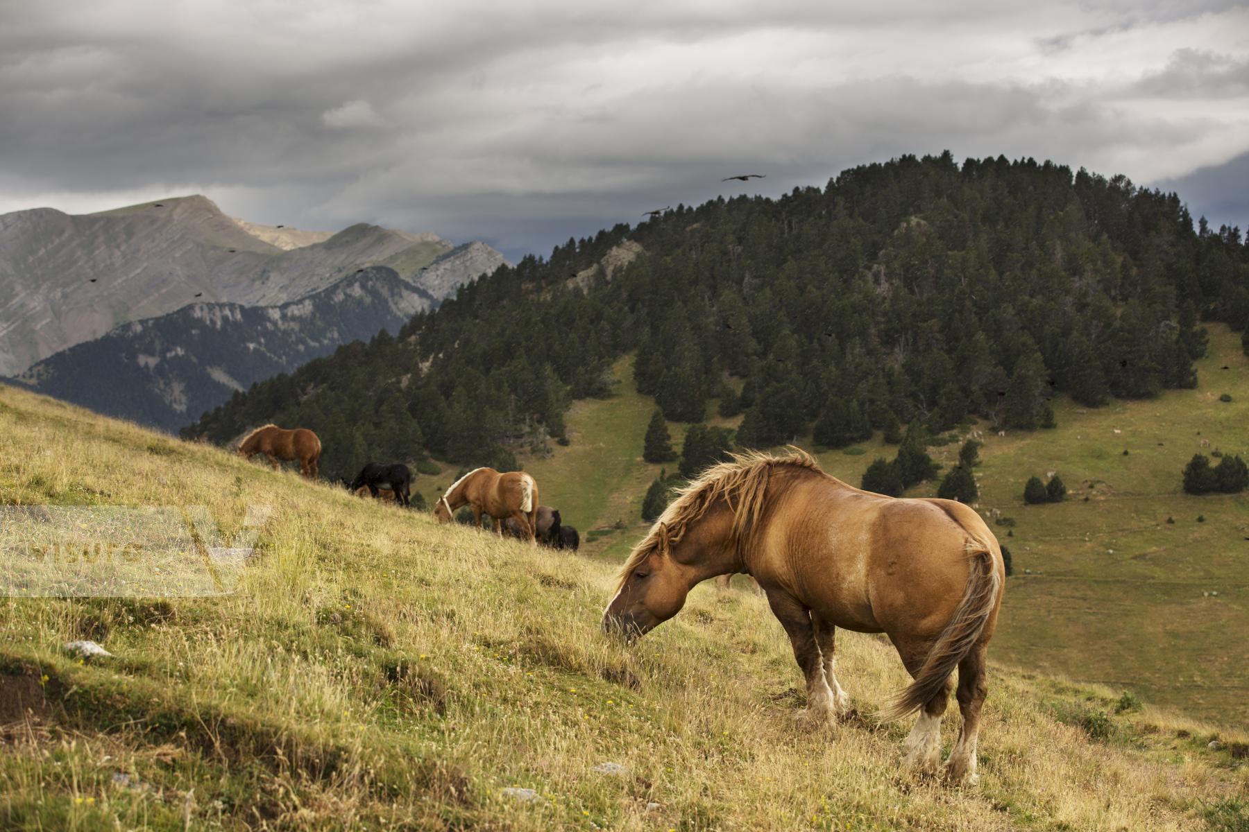 Purchase Horses, 2016 by Oriol Clavera