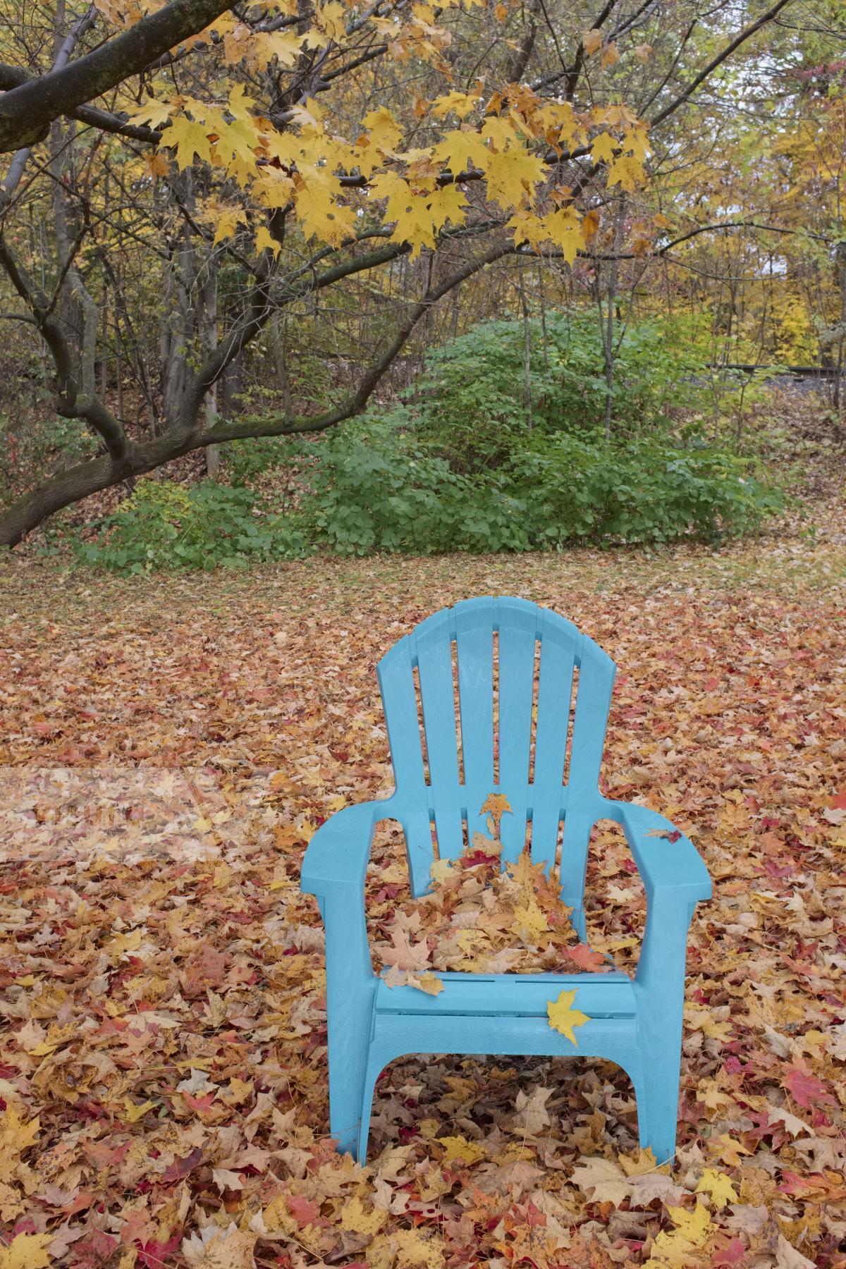Purchase Autumn Leaves by Ellen Kok