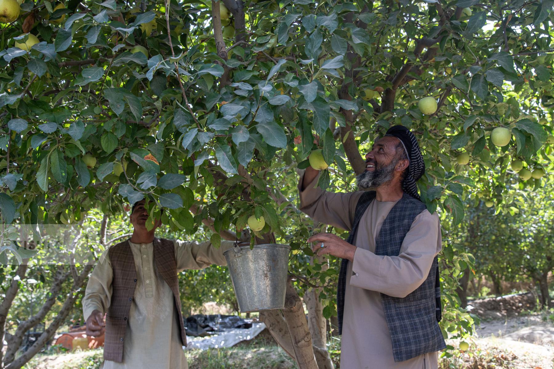 Purchase Afghanistan's hidden treasures (Part 1) by Sayed Habib Bidell