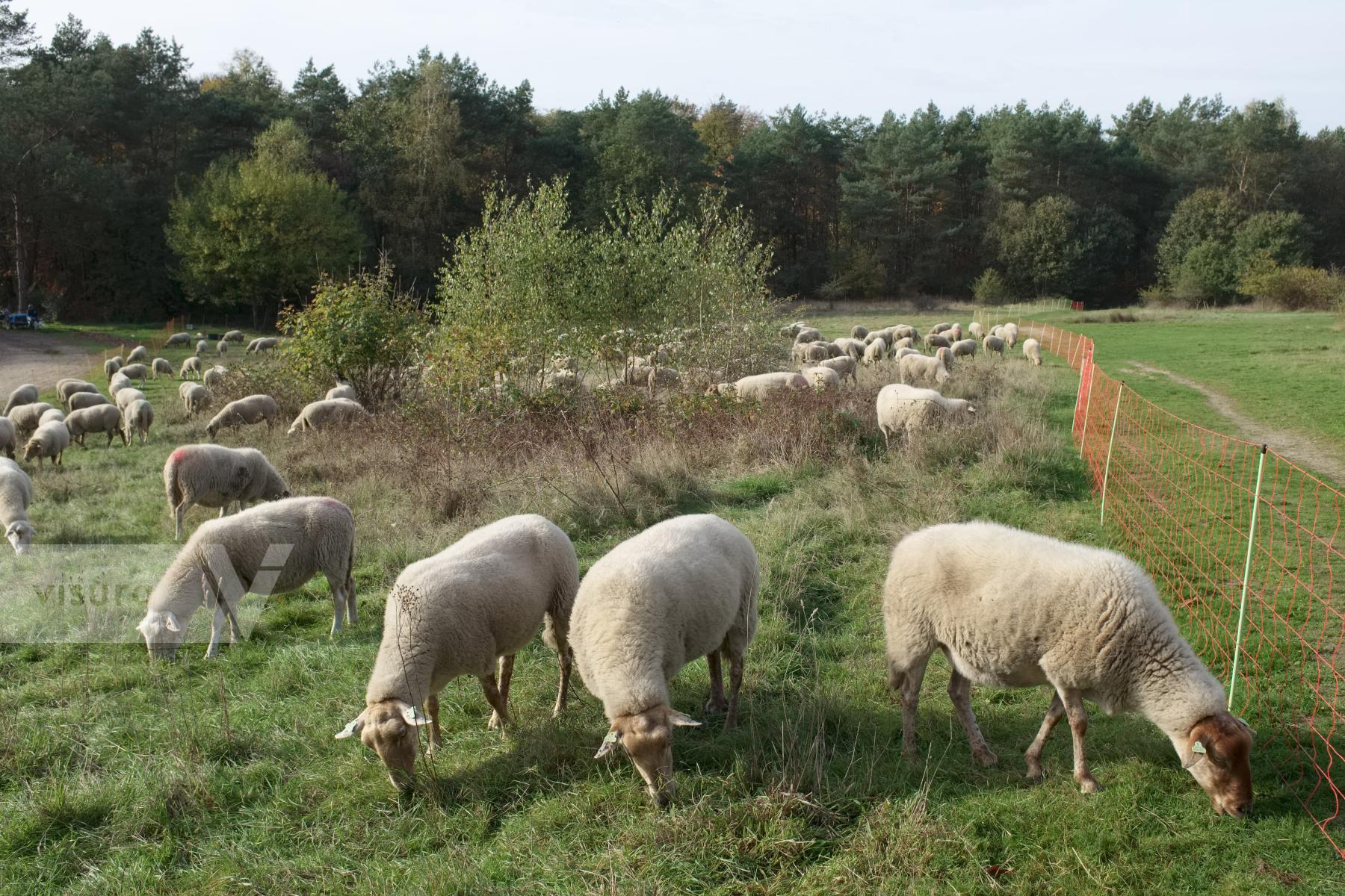 Purchase Forest Management With Grazing Sheep by Ellen Kok
