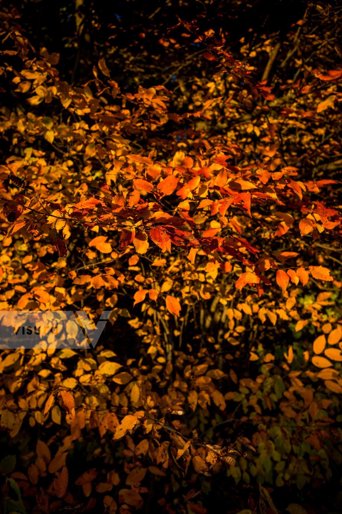 Purchase otoño by Jonathan Jaramillo