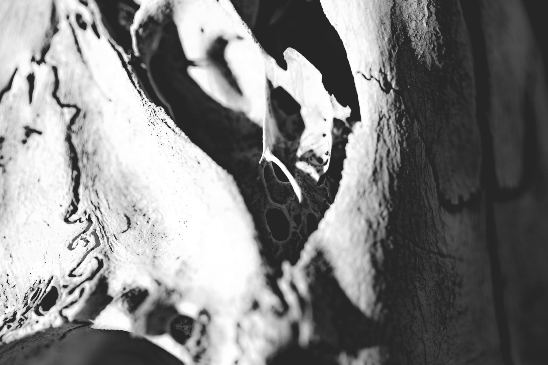 Purchase Skeletal Landscape I by J. Genevieve