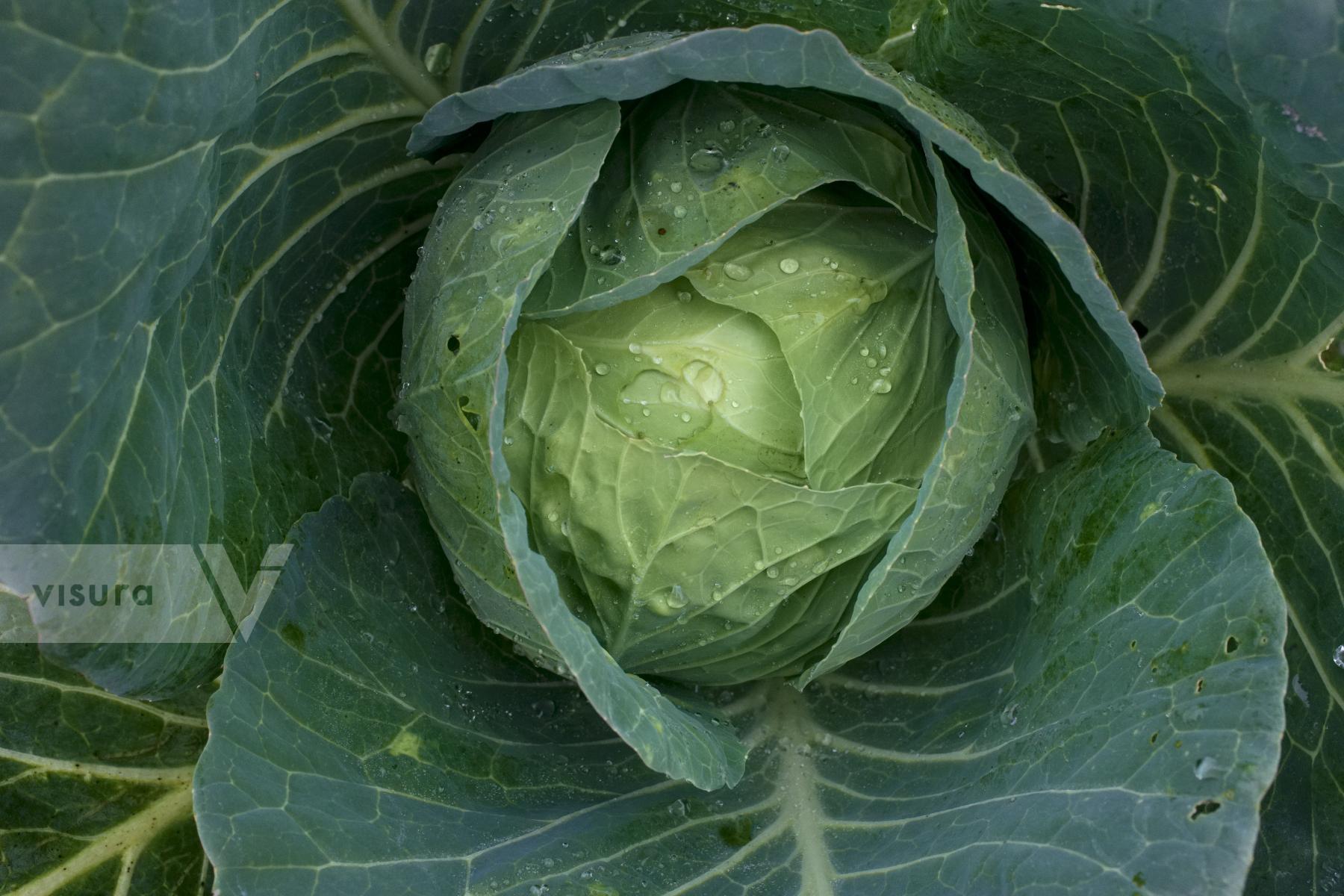 Purchase Cabbage by Ellen Kok