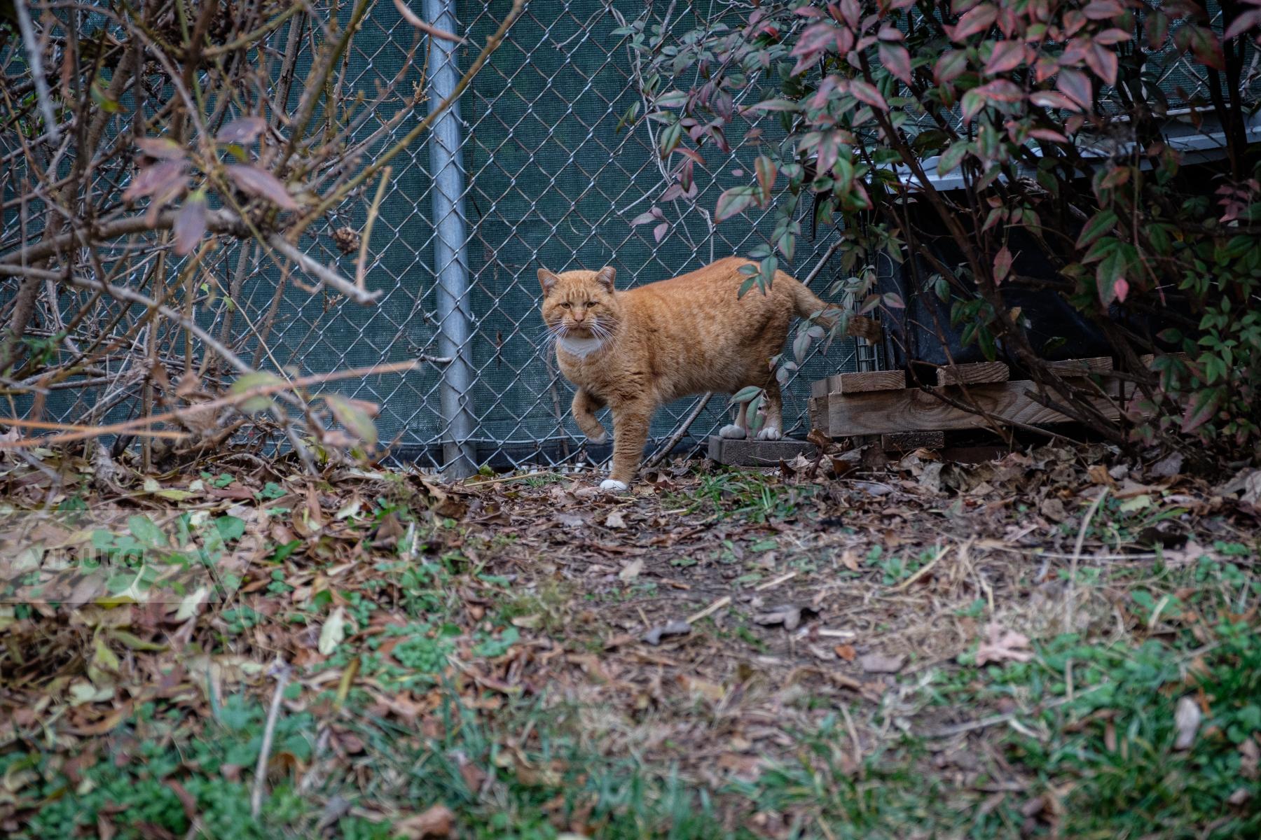 Purchase Rusty, The Feral Cat by Carla Cioffi