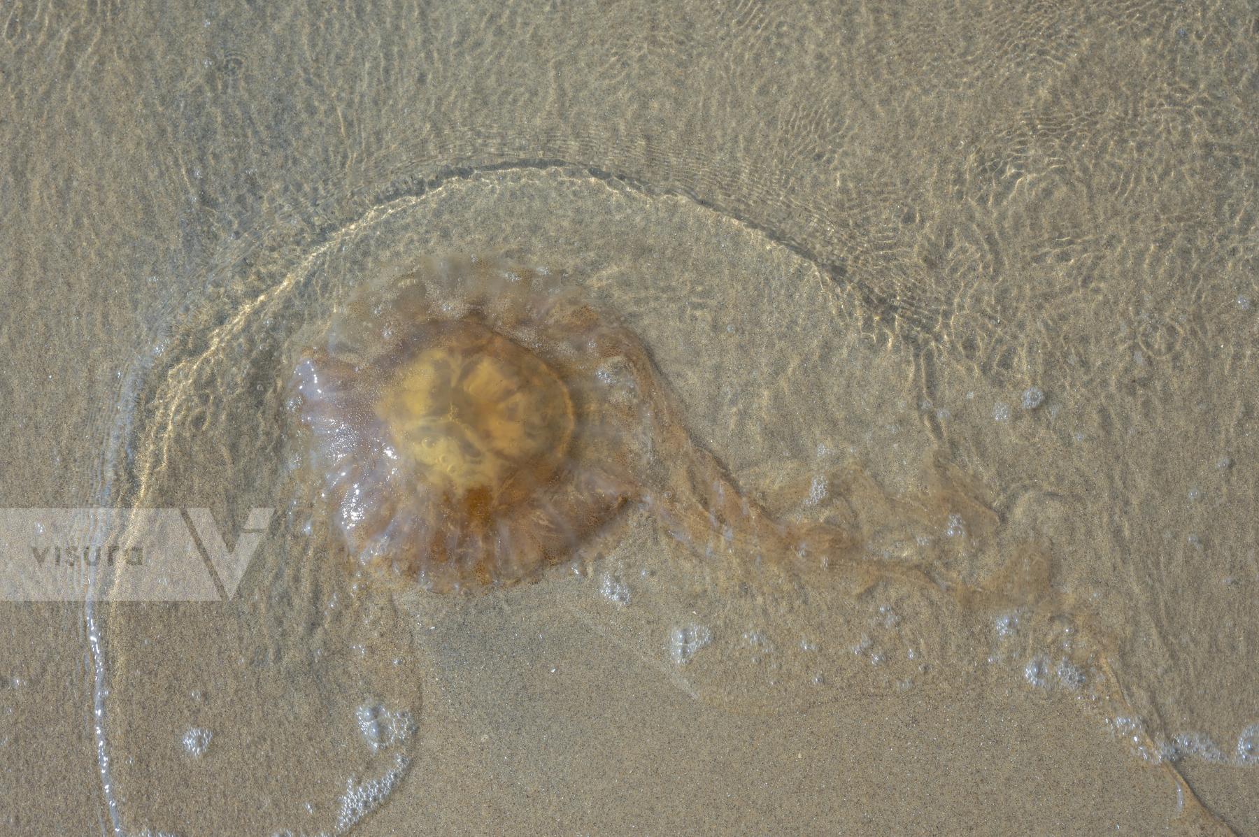 Purchase A jellyfish on the beach by Ranita Roy