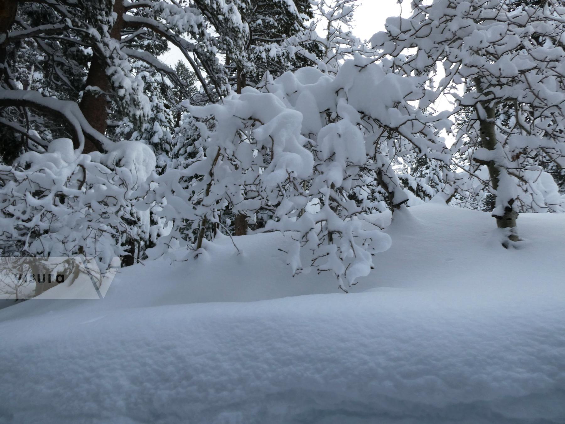 Purchase Snowfall by Tish Lampert