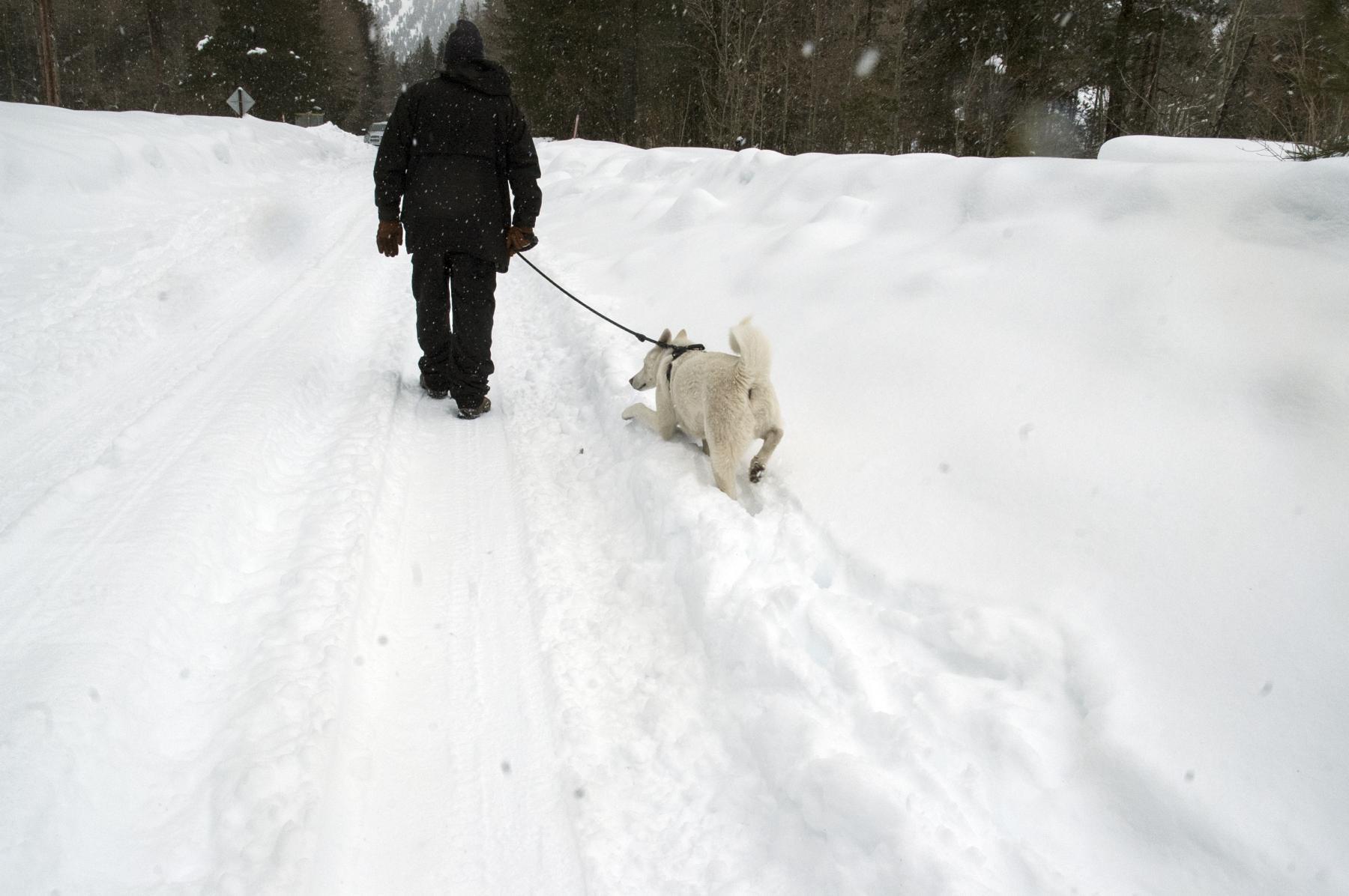 Purchase More Snow Coming by Tish Lampert