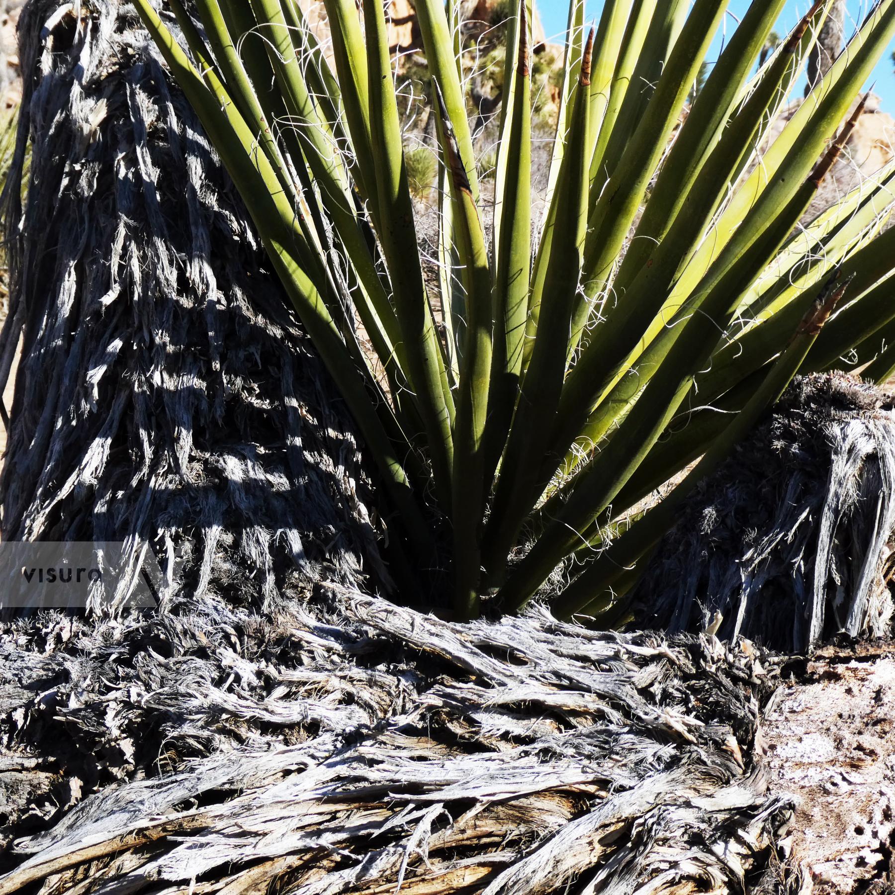 Purchase Burst of Yucca by Tish Lampert