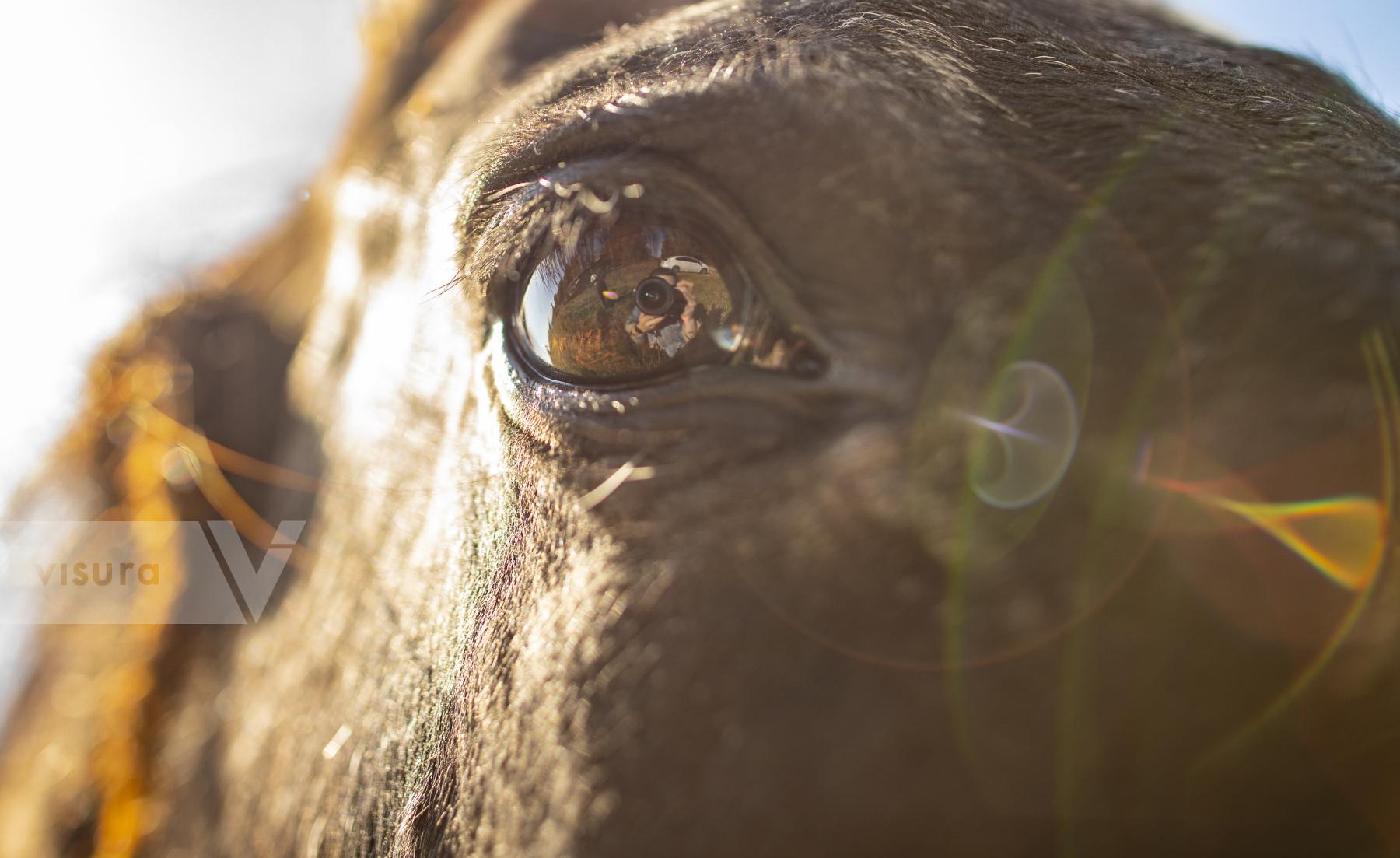 Purchase Horse Eye by Austin Anthony