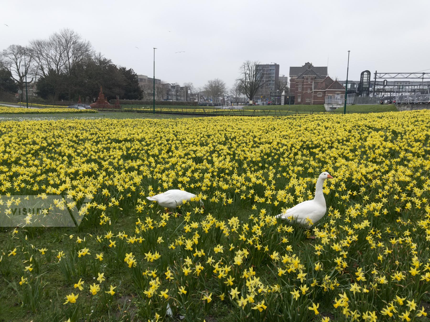 Purchase Geese and Daffodils by Ellen Kok