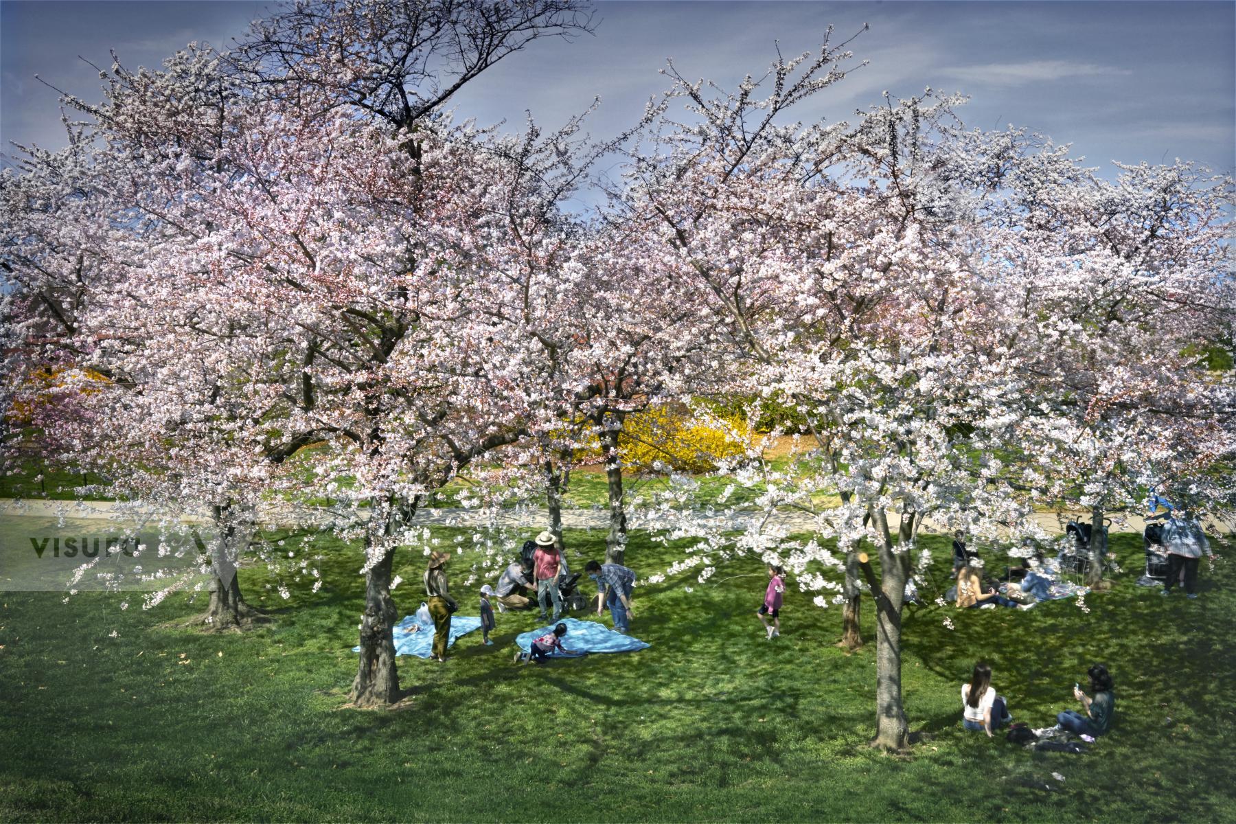 Purchase Cherry Blossom in DC by Rick Armstrong