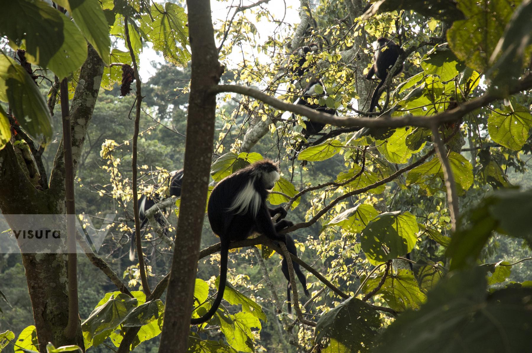 Purchase Nyungwe Forest by Tish Lampert