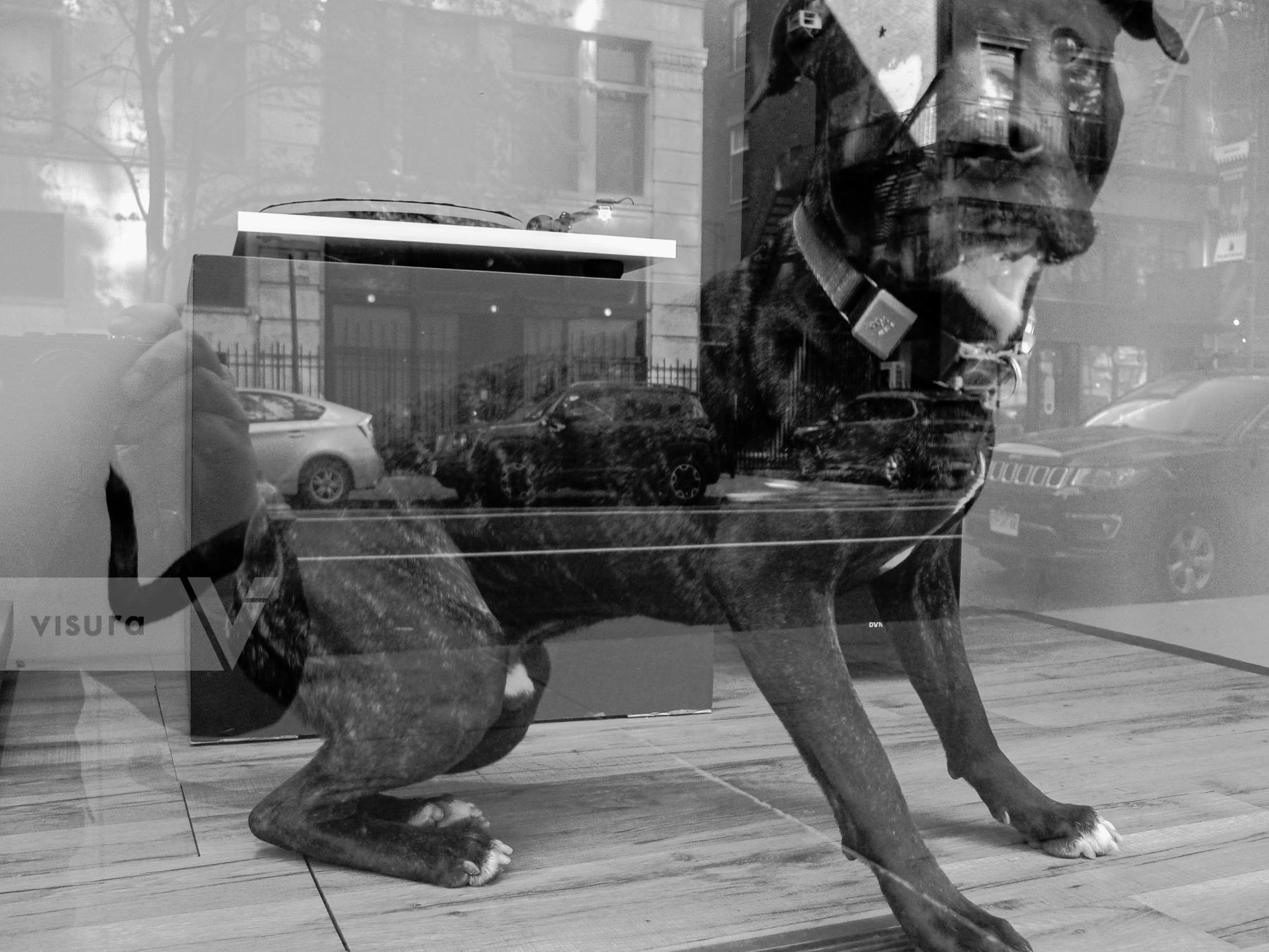 Purchase How Much Is That Doggy In The Window by James Reade Venable
