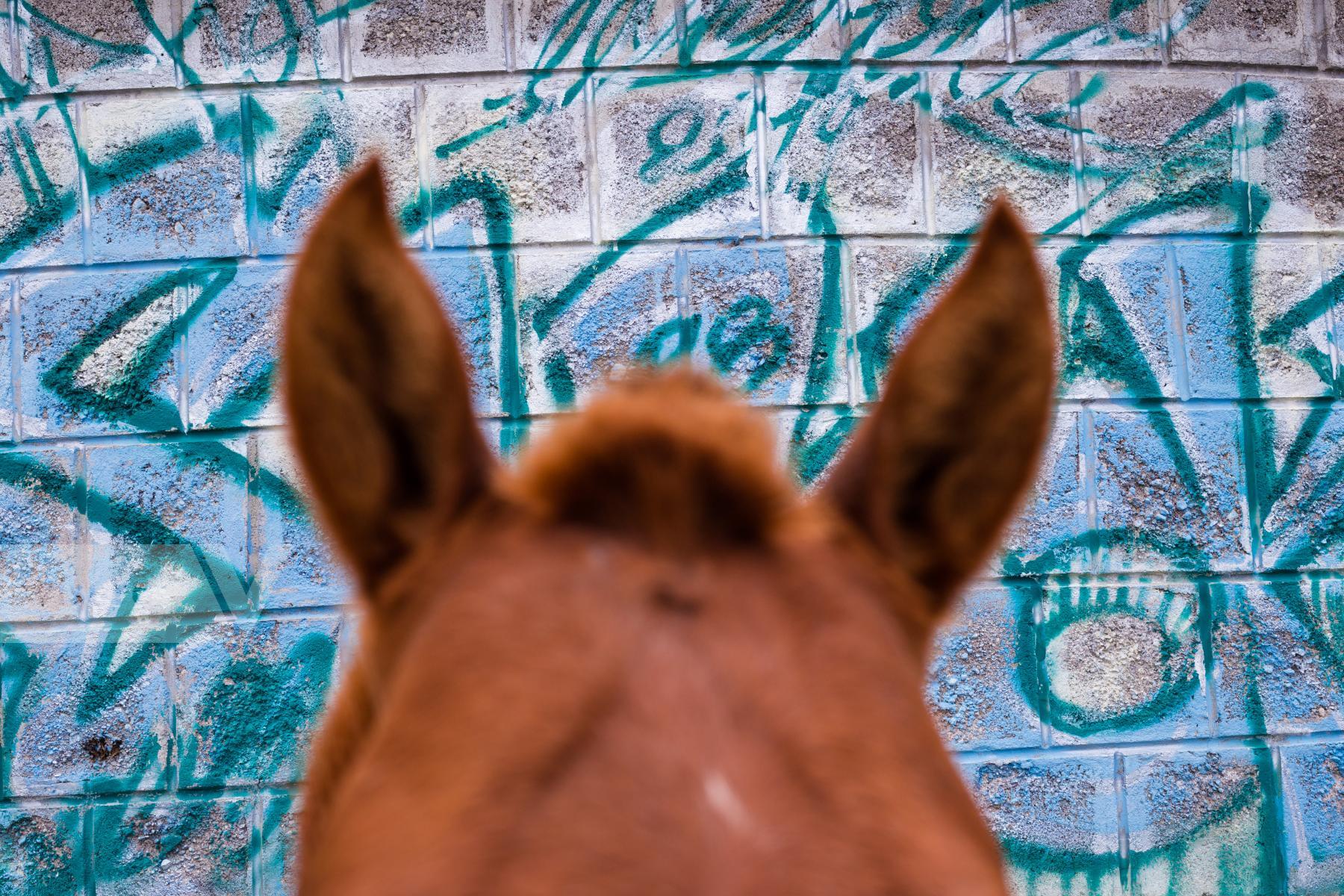 Purchase barrio horse by Jonathan Jaramillo