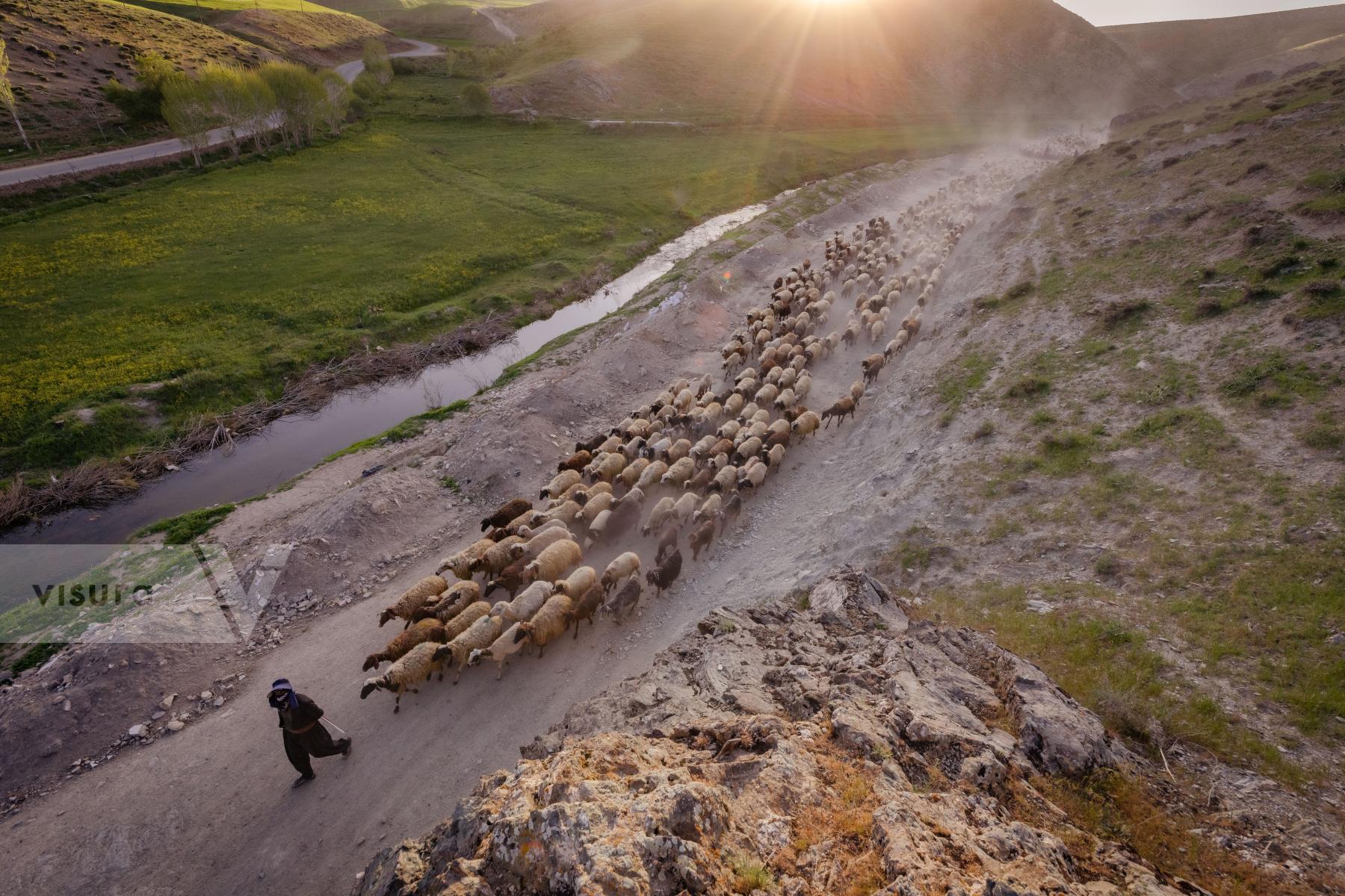 Purchase flock of sheep by Sayed Habib Bidell
