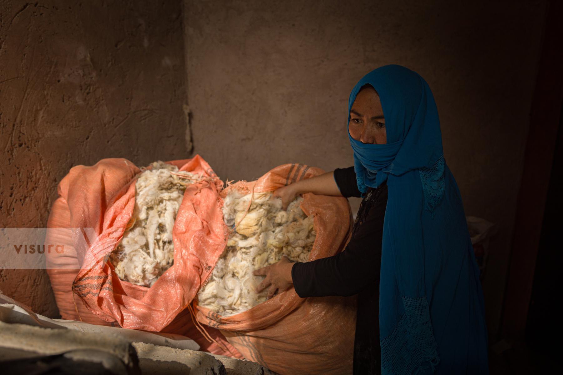 Purchase wool harvesting by Sayed Habib Bidell