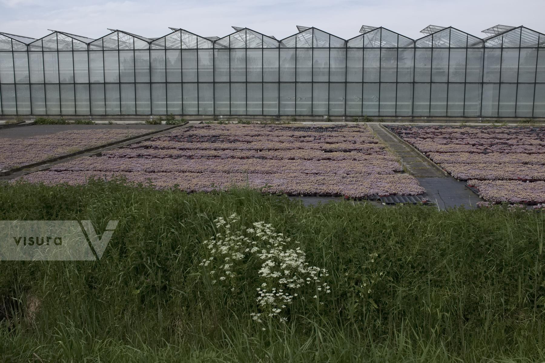 Purchase Greenhouse by Ellen Kok